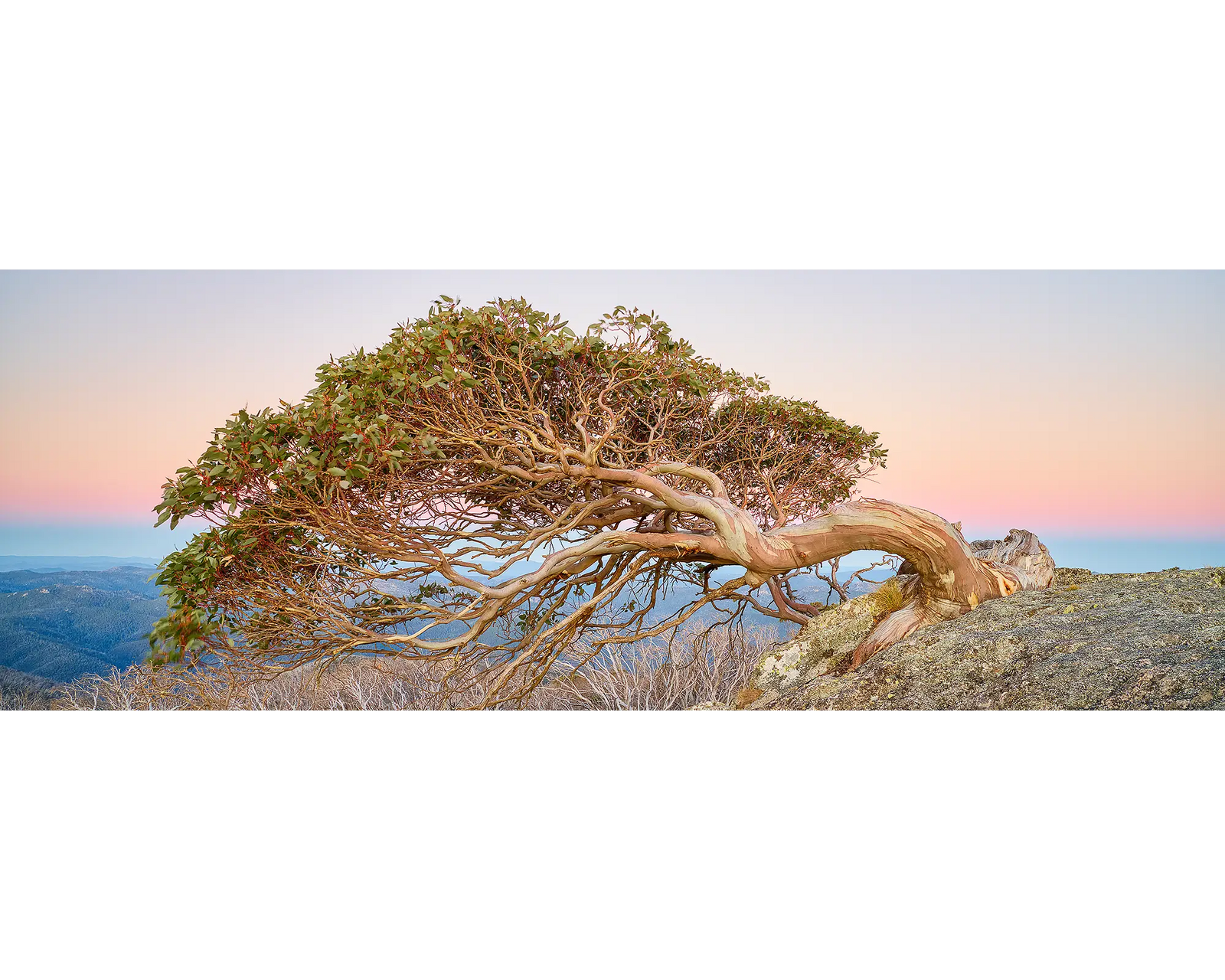 Hanging On. Snow Gum on Mount Gingera at sunset.