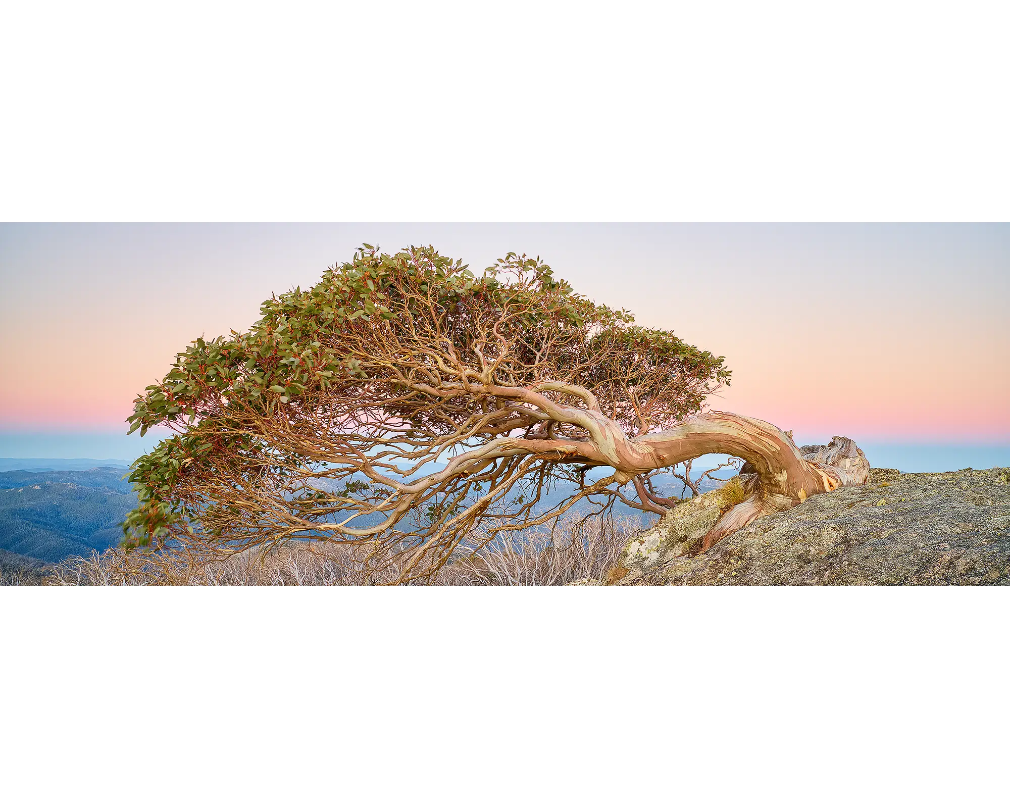 Hanging On. Snow Gum on Mount Gingera at sunset.