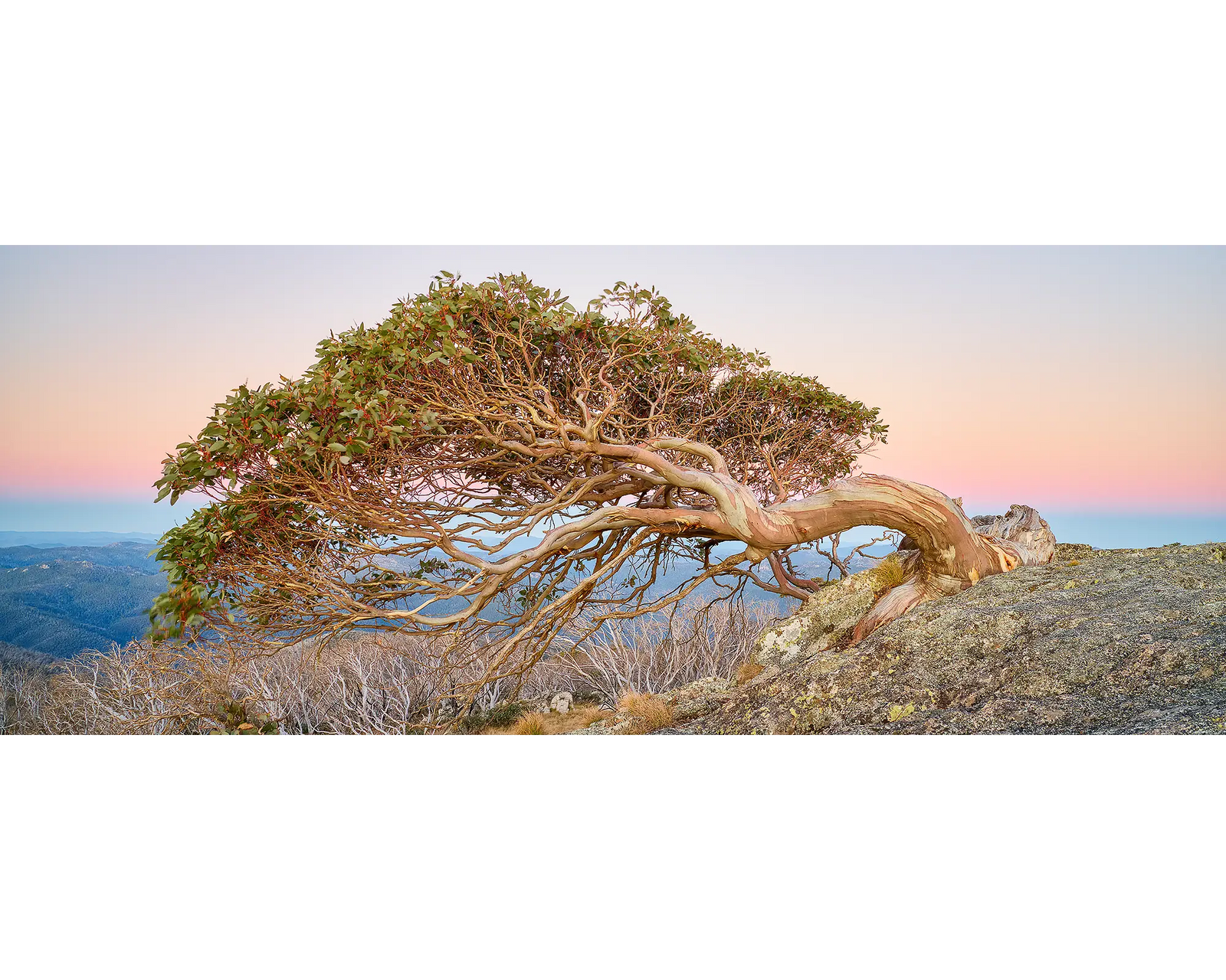 Hanging On. Snow Gum on Mount Gingera.