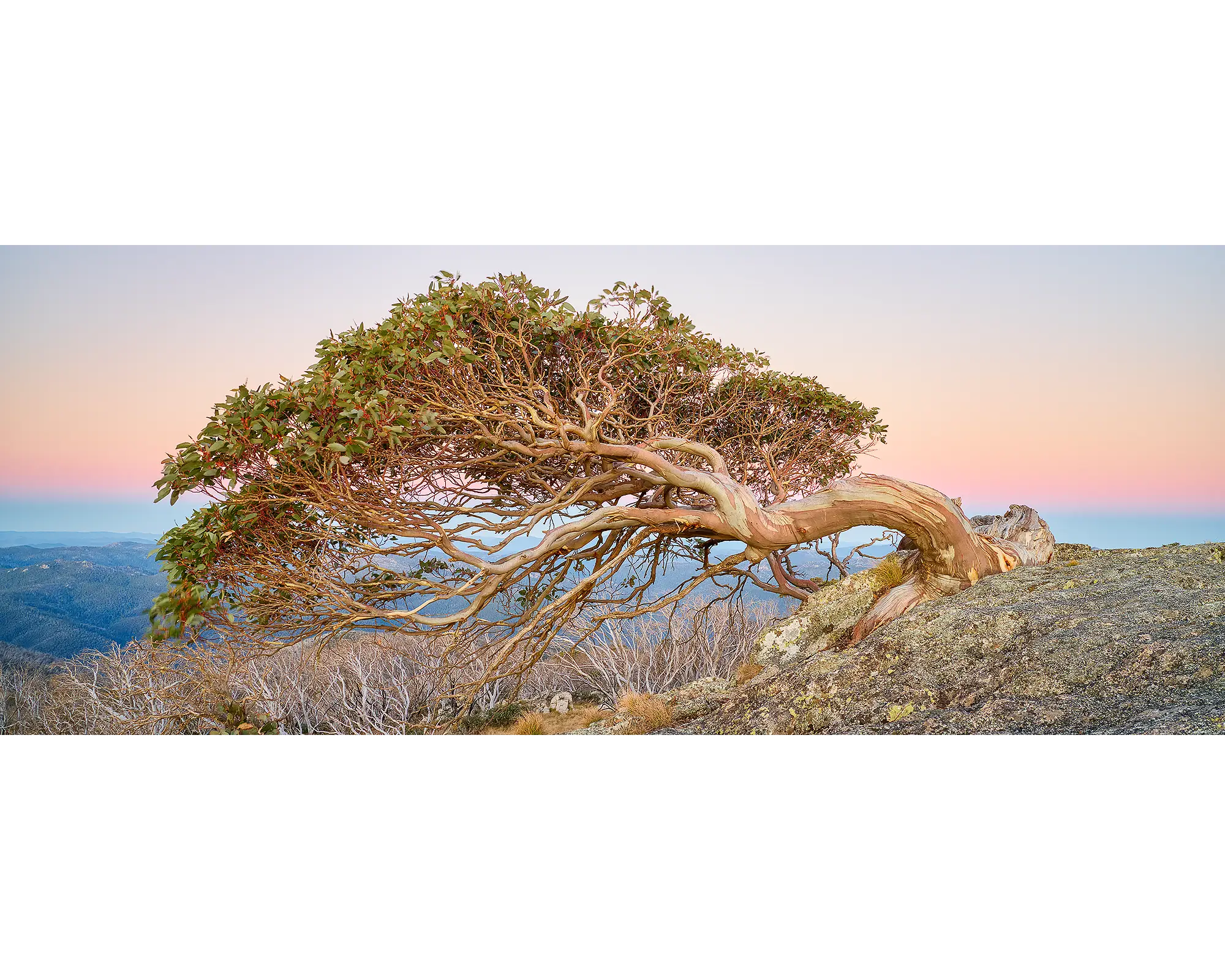 Hanging On. Snow Gum on Mount Gingera.