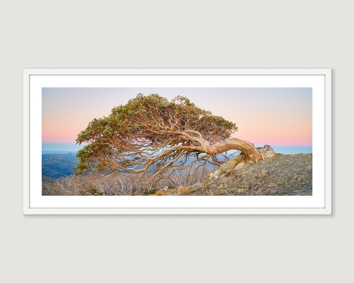 Framed wall art print of a snow gum leaning over a cliff edge at Namadgi National Park. 