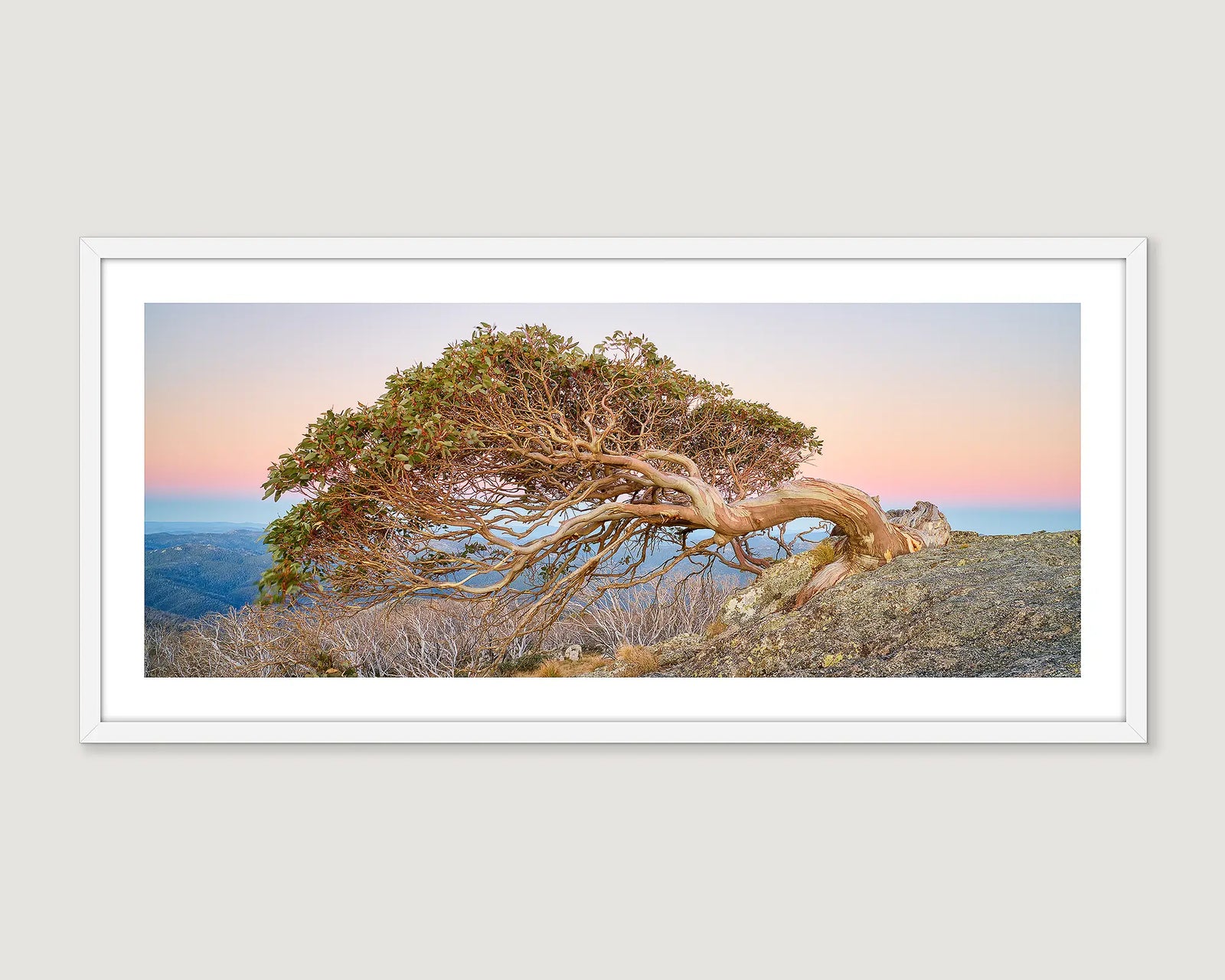 Framed wall art print of a snow gum leaning over a cliff edge at Namadgi National Park. 