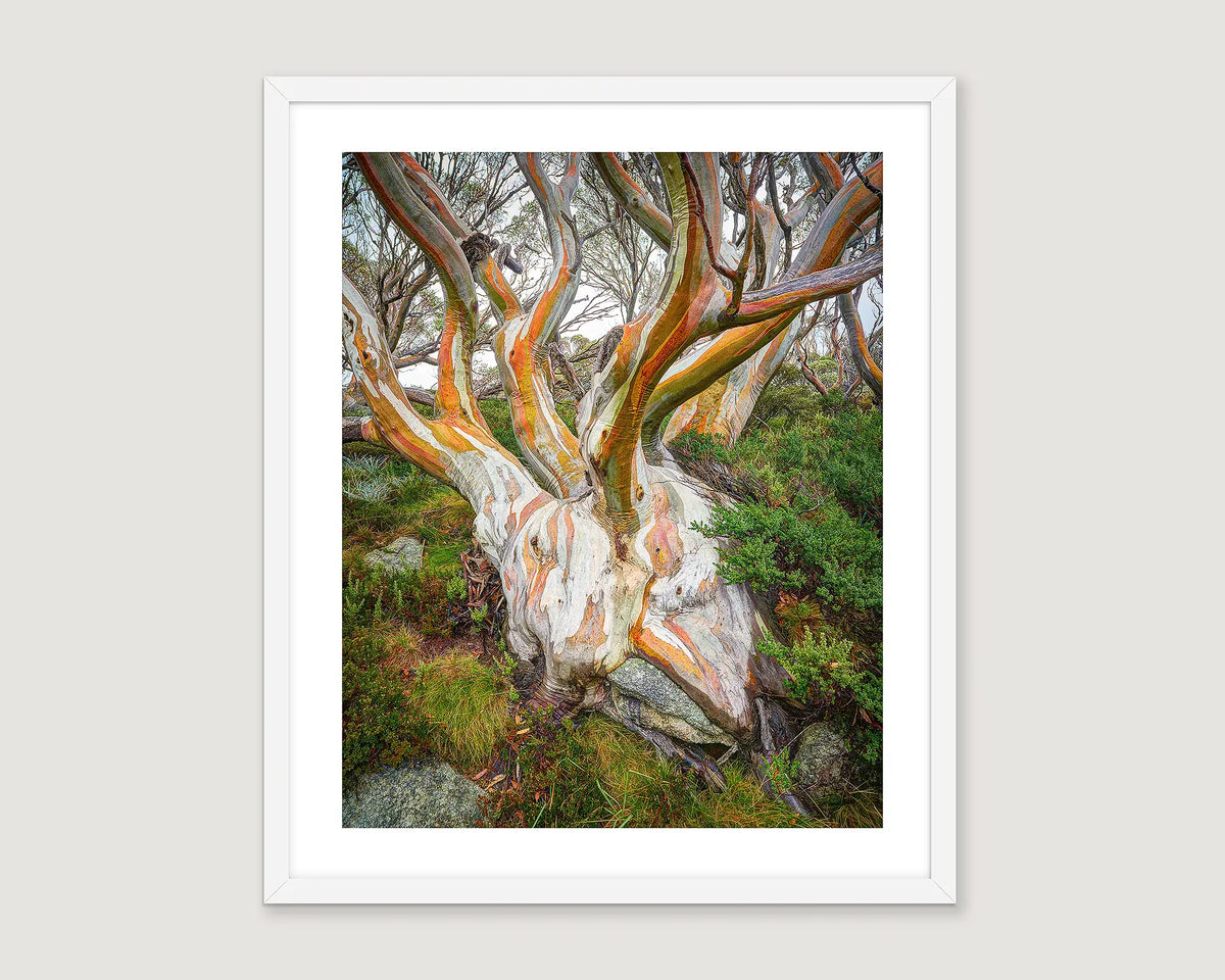 Framed photographic print of a snow gum shaped like a human heart in the Kosciuszko National Park. 