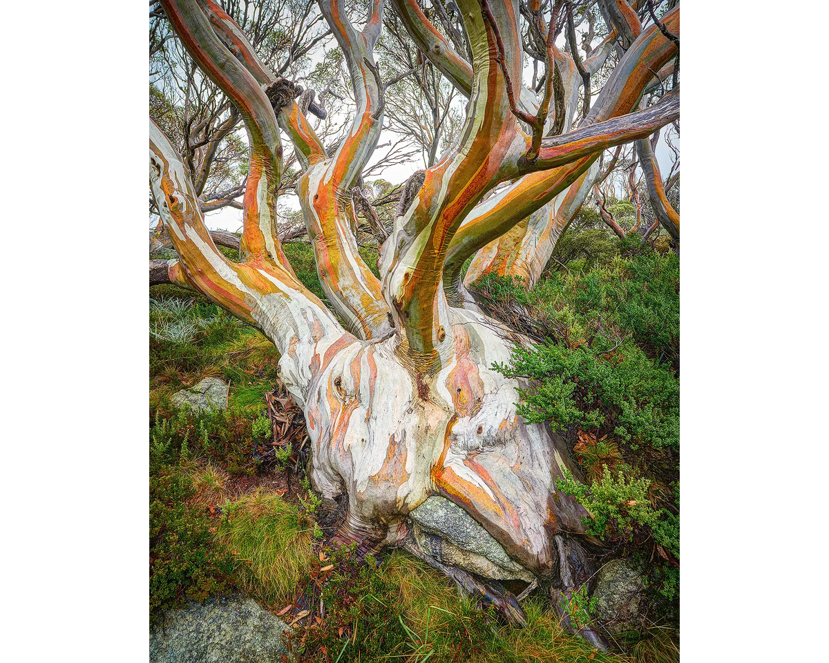 Colourful old snow gum with wet bark, Kosciuszko National Park, NSW. 