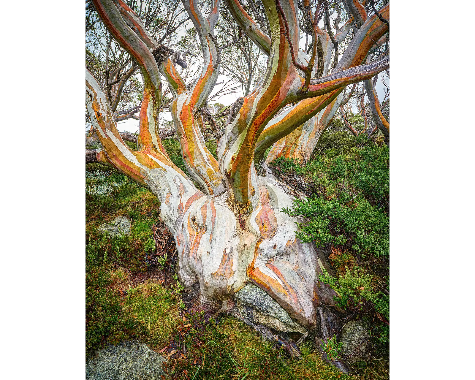 Heart Of The Alps. Snow gum colours with wet bark, Kosciuszko National Park.