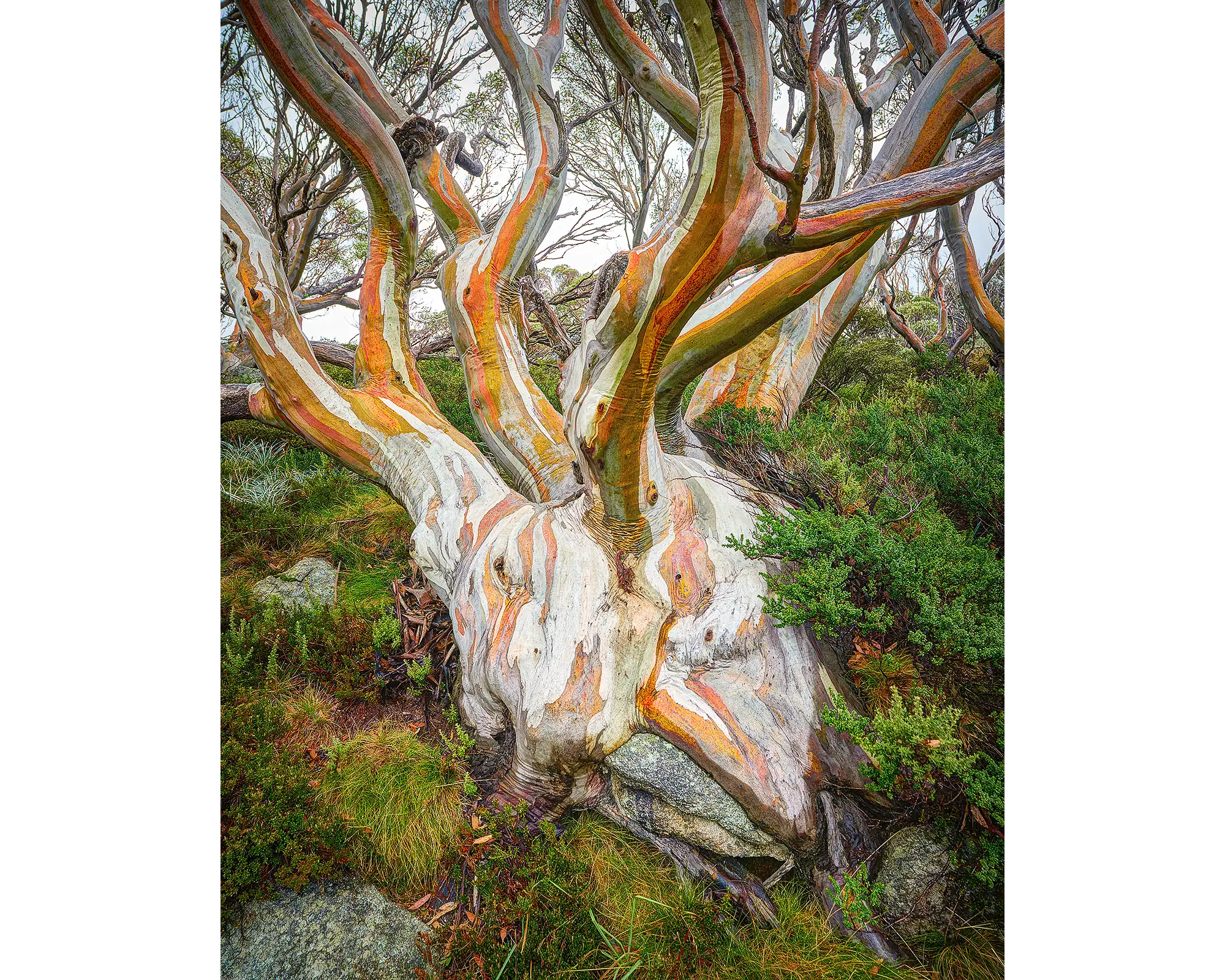 Heart Of The Alps. Snow gum colours with wet bark, Kosciuszko National Park.