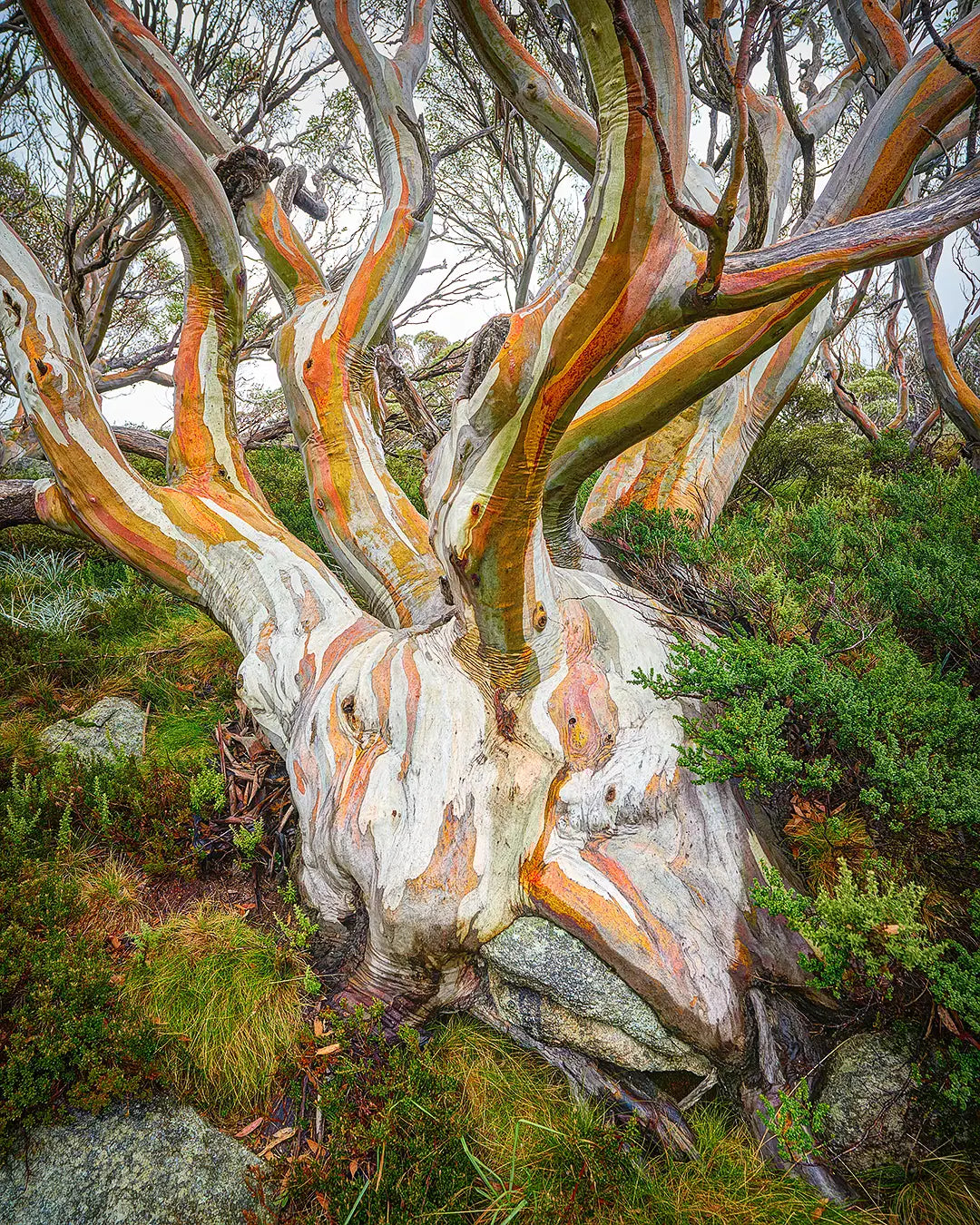 Heart Of The Alps - Snow Gum, Kosciuszko National Park