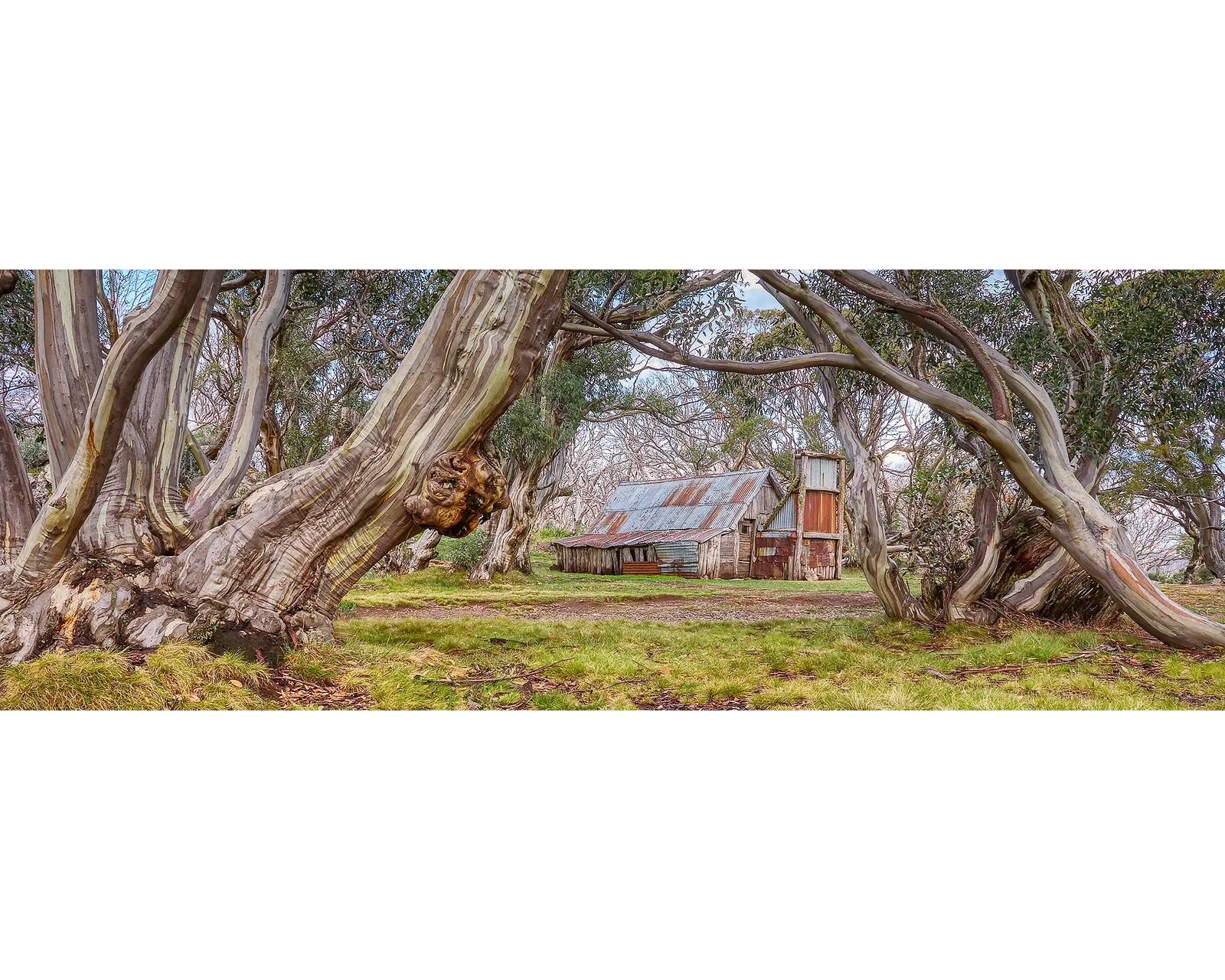 Wallace's Hut surrounded by old snow gum, Bogong High Plains, Victoria. 