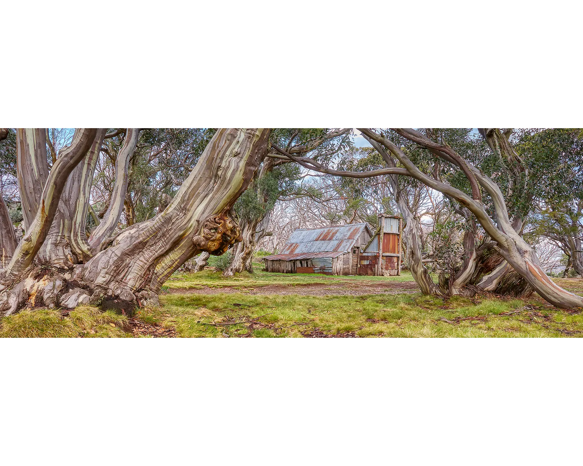 Wallace's Hut surrounded by old snow gum, Bogong High Plains, Victoria. 