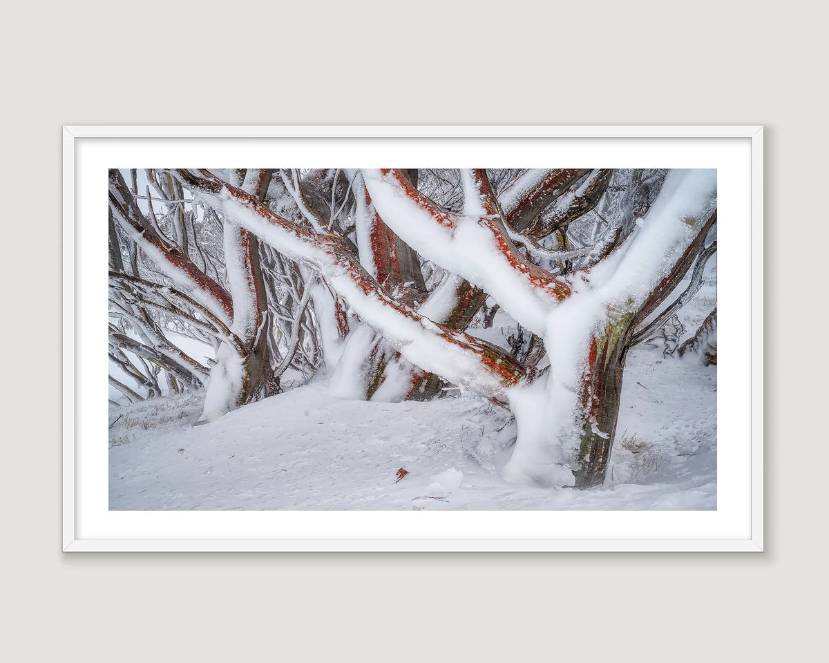 Framed photographic print of snow gums with red bark, covered in ice and snow at Charlottes Pass. 