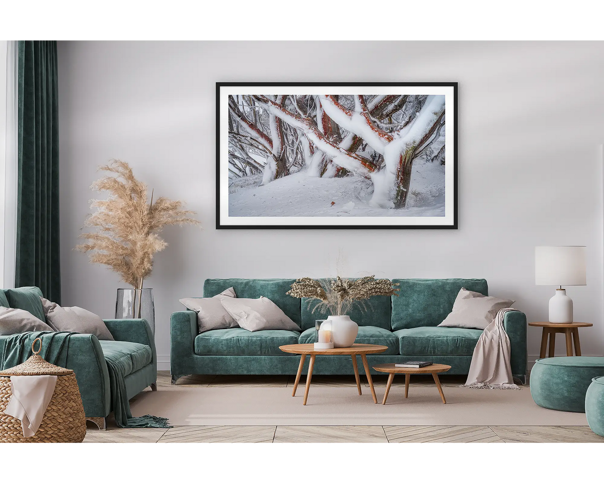 Iced. Framed wall art print of snow gums covered in snow and ice, with a black frame and hung in a lounge room. 