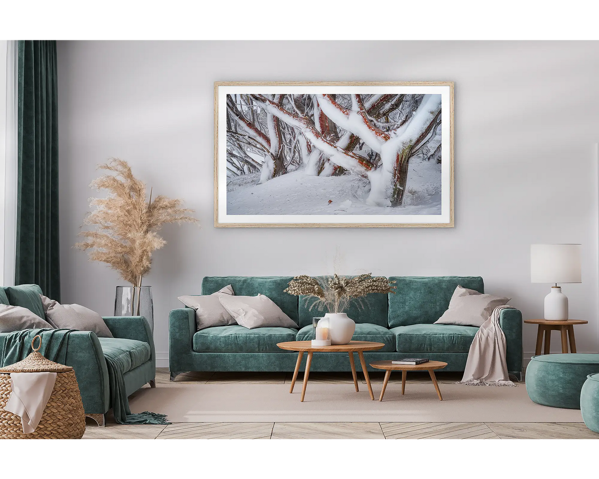 Iced. Framed wall art print of snow gums covered in snow and ice, with a timber frame and hung in a lounge room. 