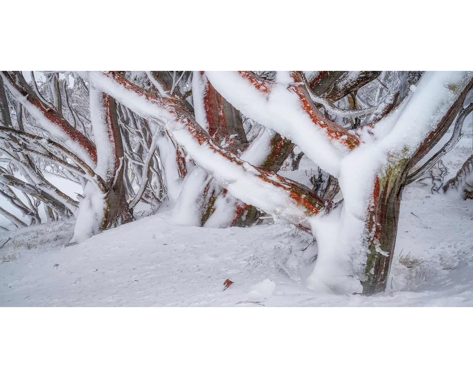Iced. Snow gums covered in ice during storm.