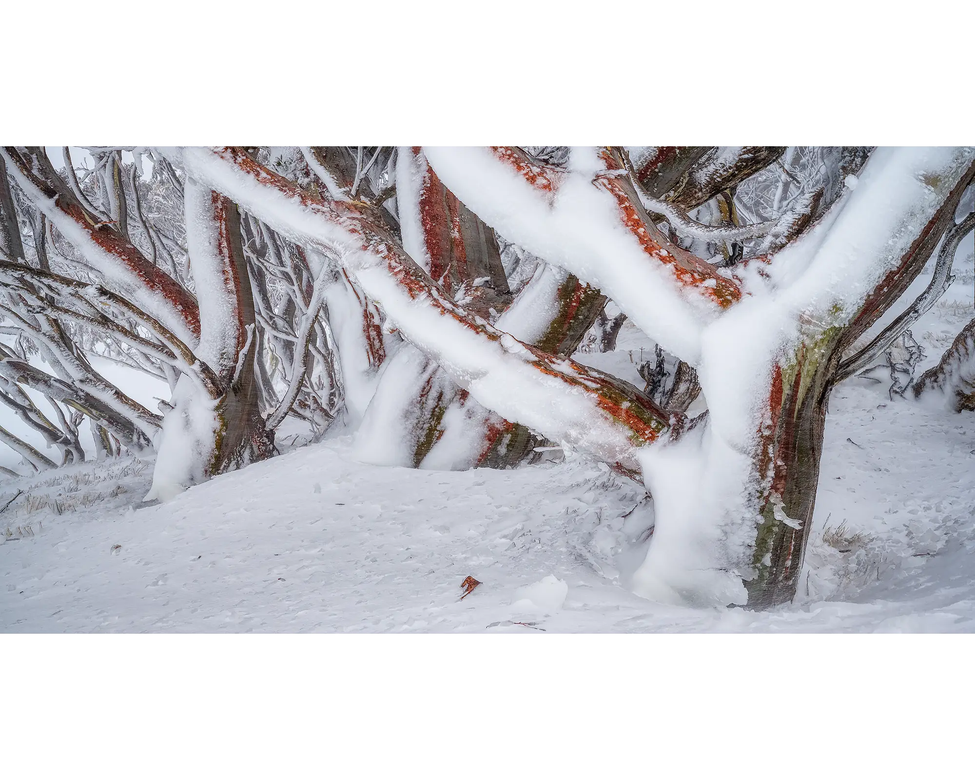 Iced. Snow gums covered in ice during storm.