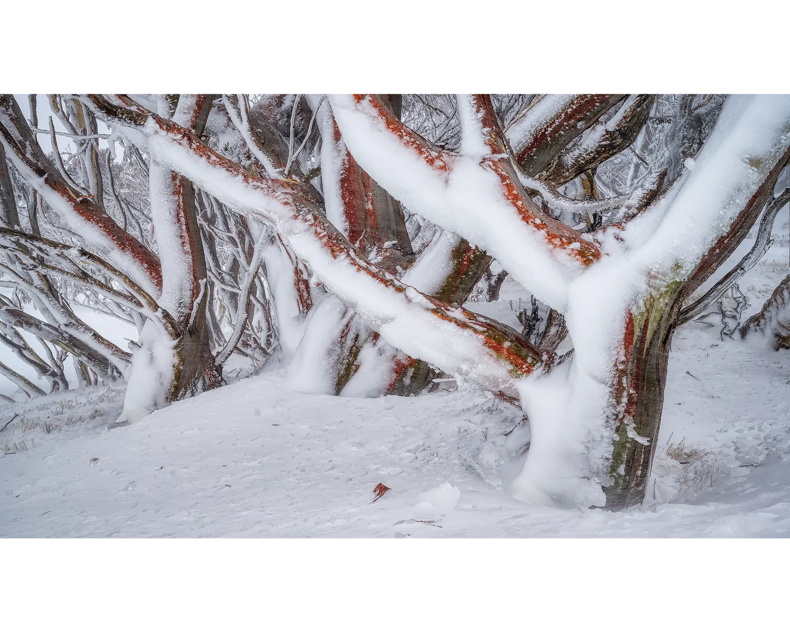 Iced. Snow Gums covered in snow and ice.