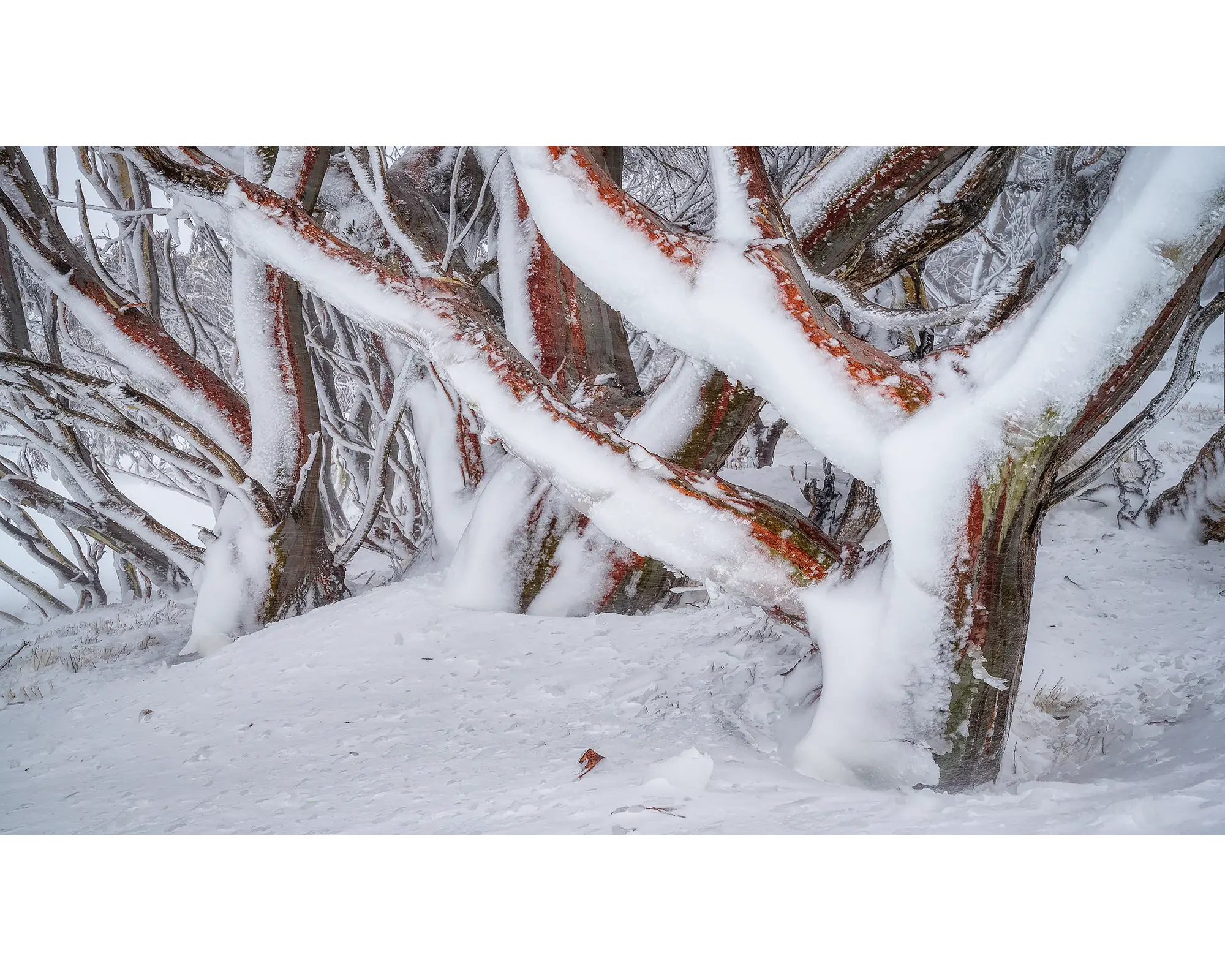 Iced. Snow Gums covered in snow and ice.