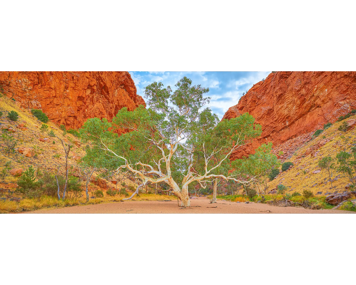 In The Middle. Ghost Gum, Simpson Gap, Northern Territory, Australia.