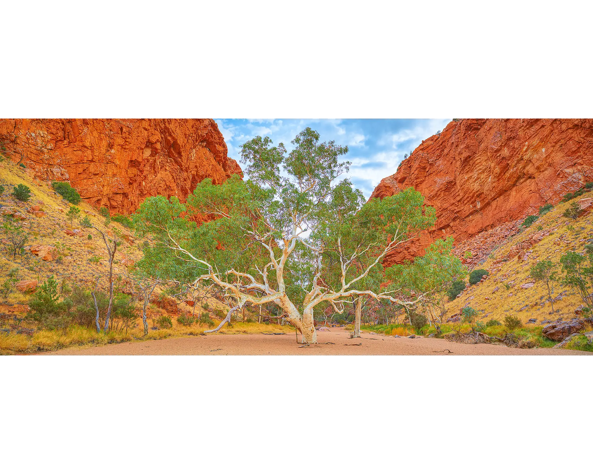 In The Middle. Ghost Gum, Simpson Gap, Northern Territory, Australia.