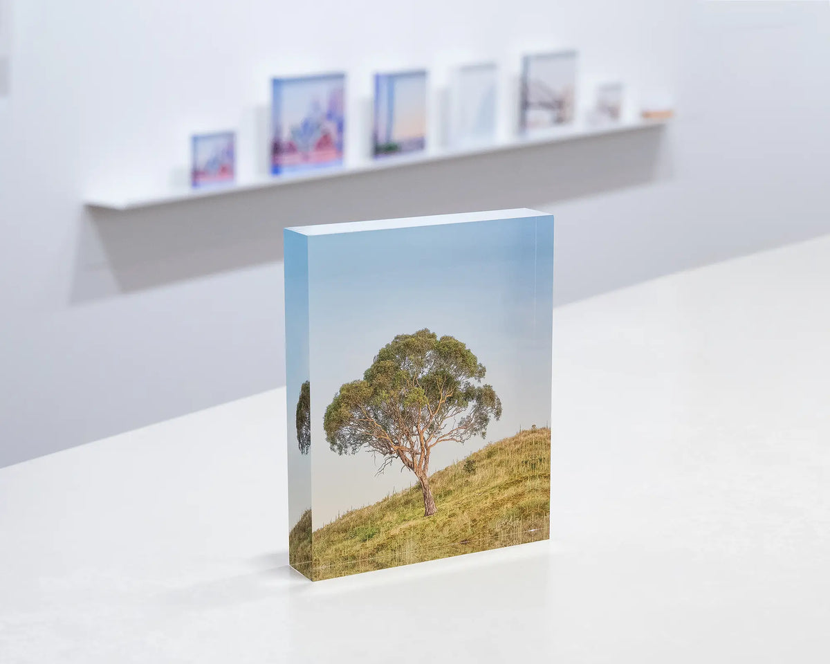 Incline. Acrylic block of a Canberra gum tree, on desk with more acrylic blocks on display in background.