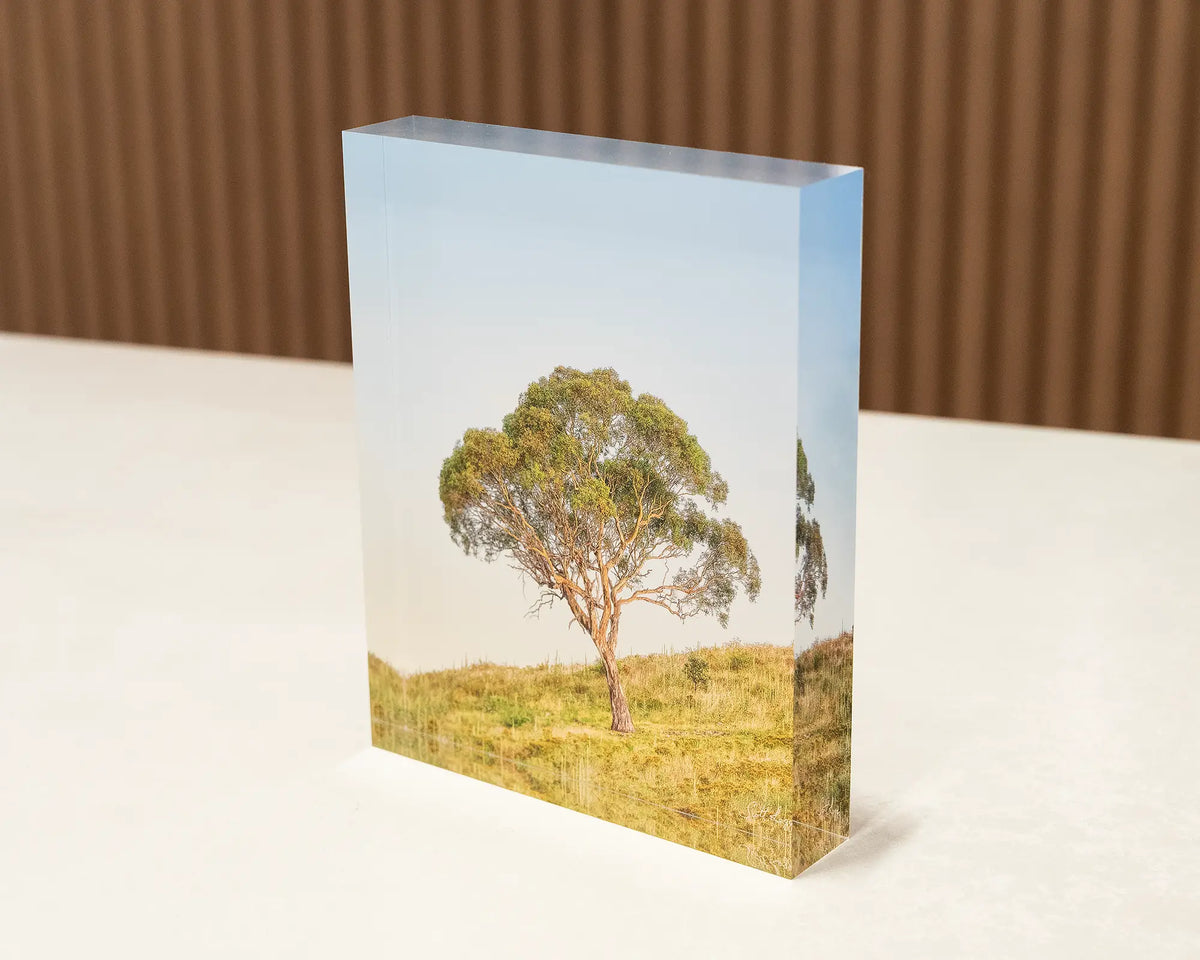 Incline. Acrylic block of a Canberra gum tree sitting on a desk.