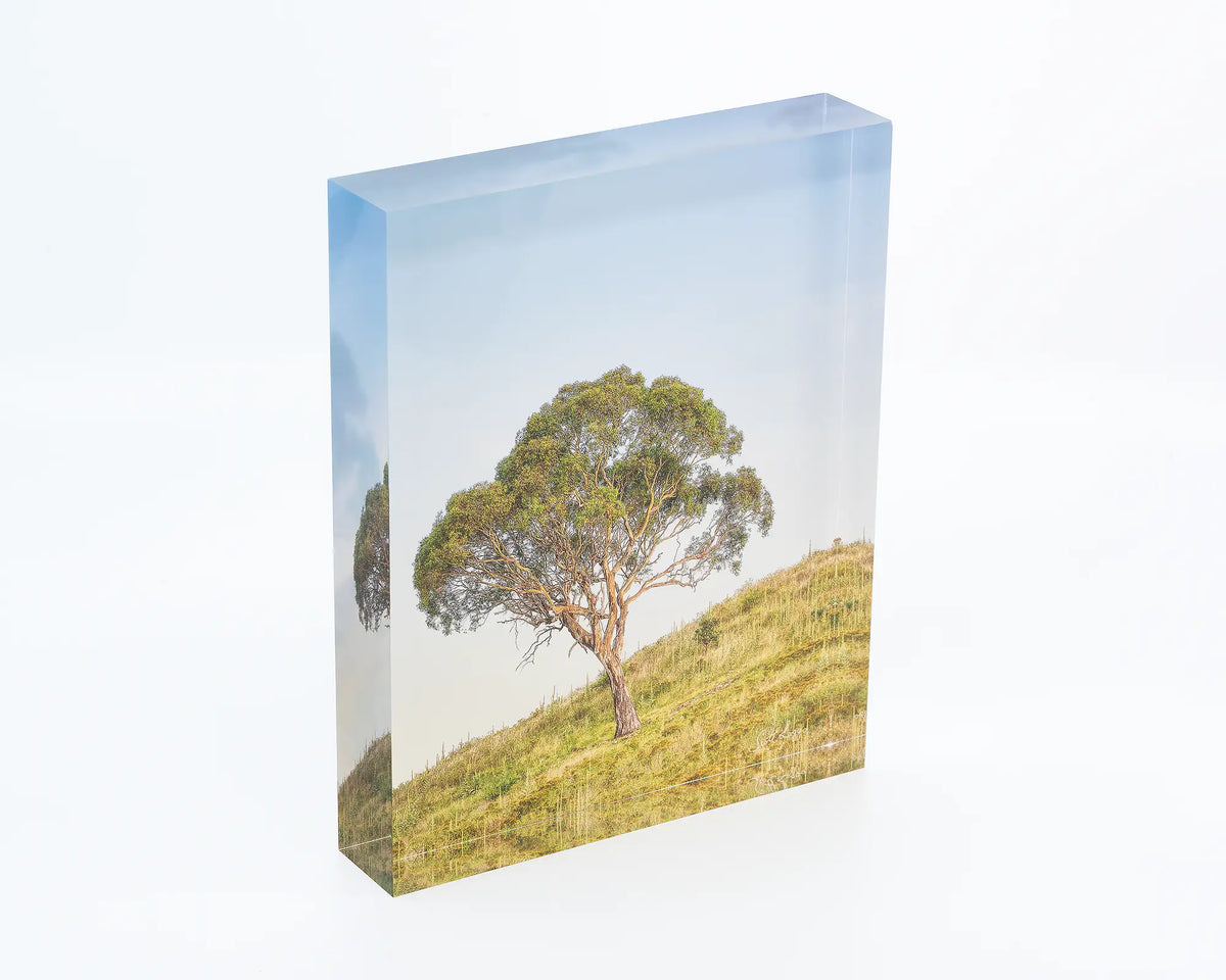 Incline acrylic block - Urambi Hills Nature Reserve gum tree artwork. 