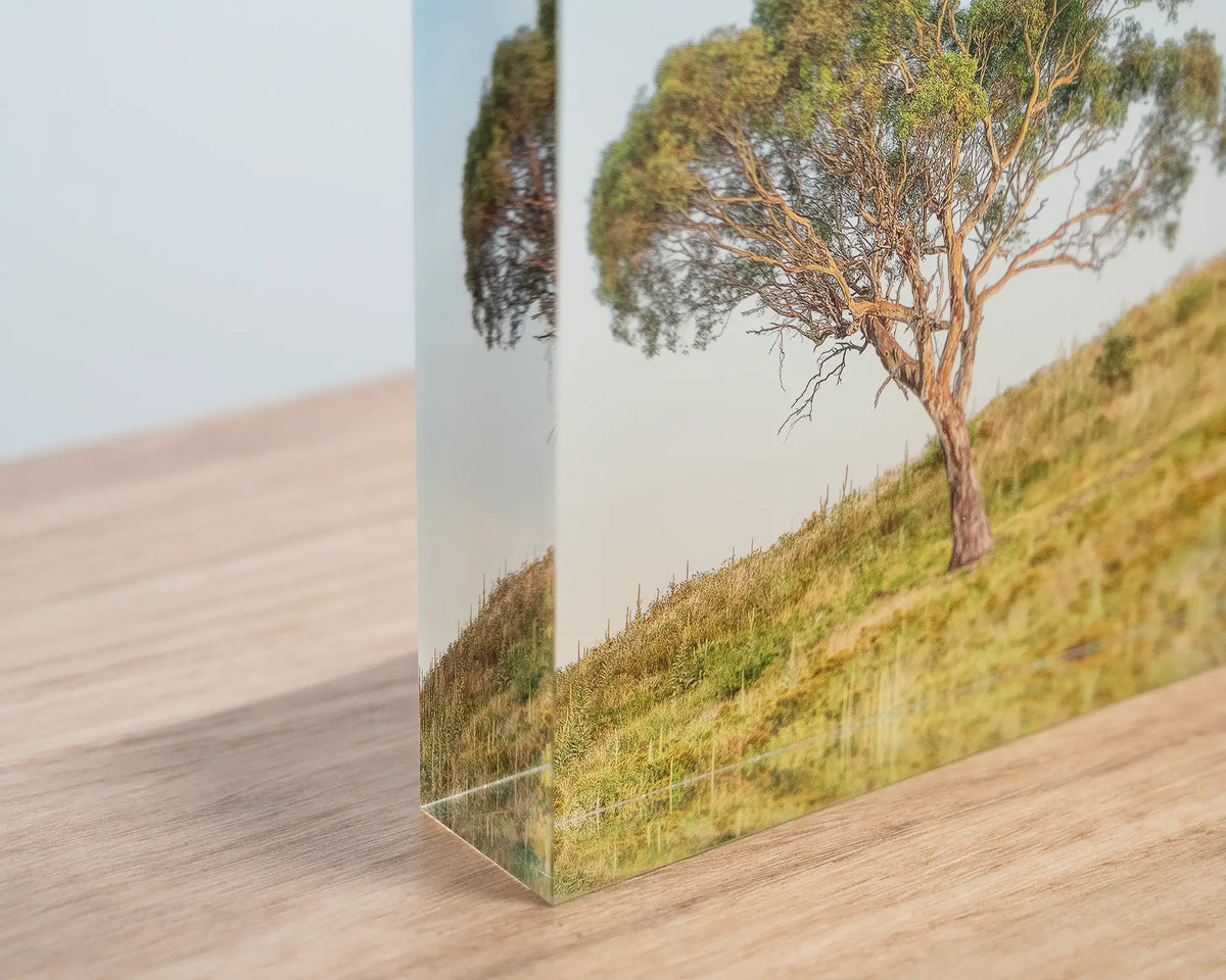 Incline. Close-up image of an acrylic block of a Canberra gum tree, showing 3D effect.