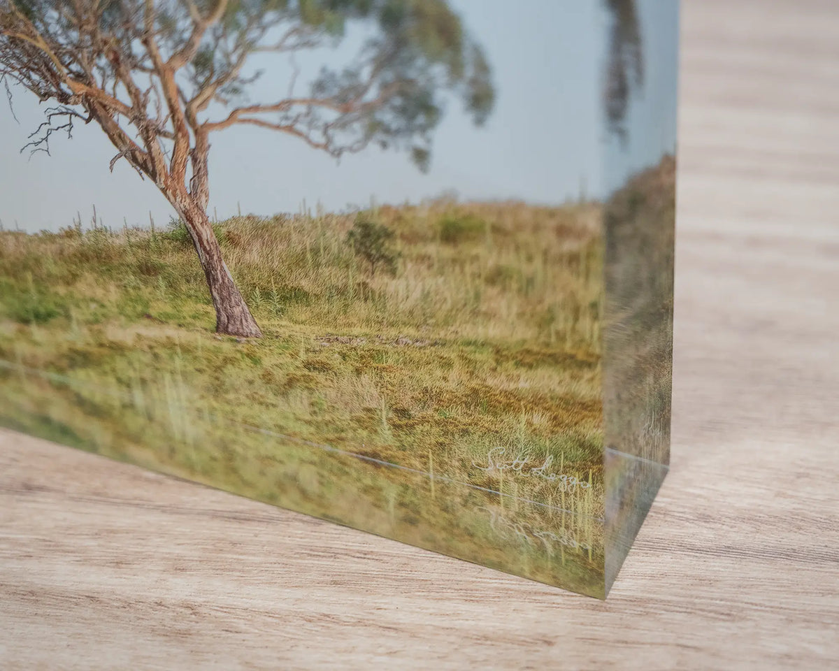 Incline. Close-up image of a Canberra gum tree acrylic block.