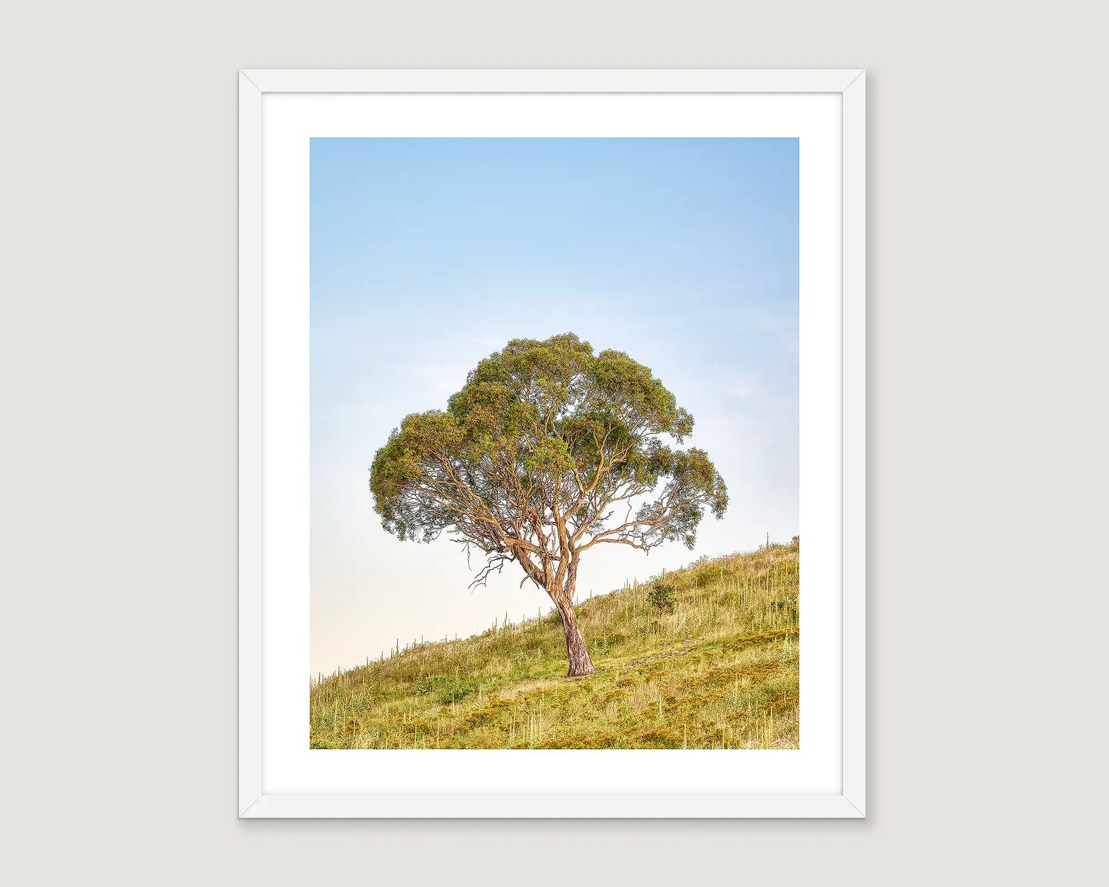 Framed wall art print of a lone tree in a paddock at the Urambi HIlls nature reserve. 