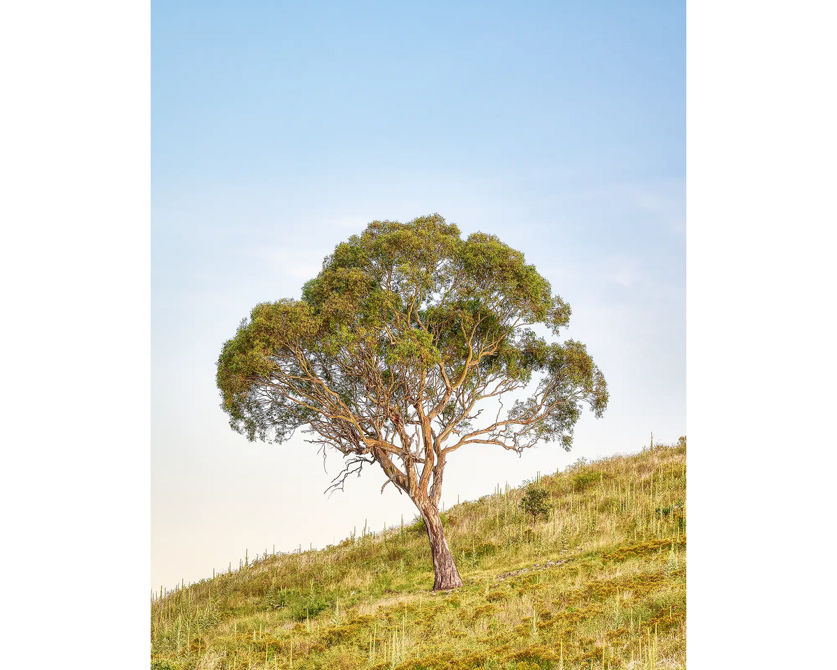 Incline - Gum tree on hill at Urambi Nature Reserve, Australian Capital Territory.
