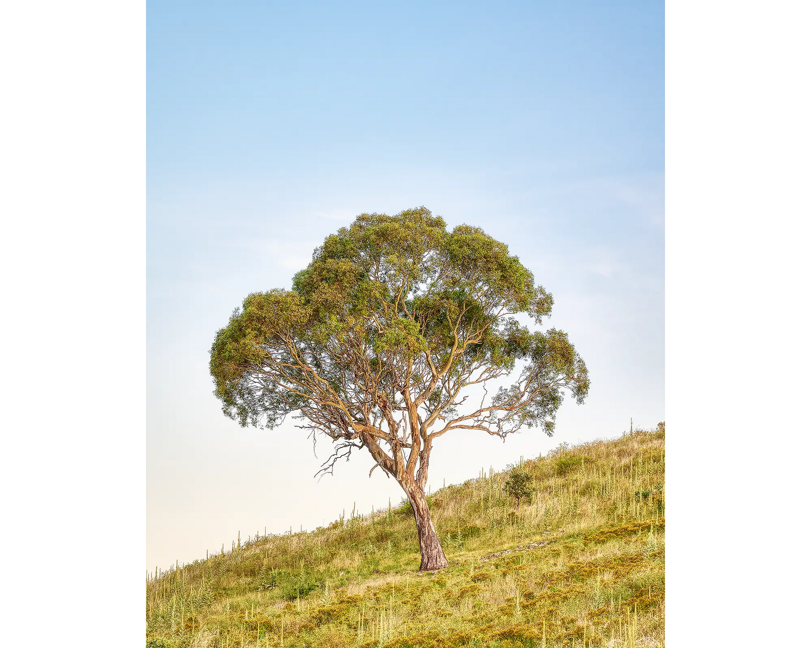 Incline acrylic block - Urambi Hills Nature Reserve gum tree artwork. 