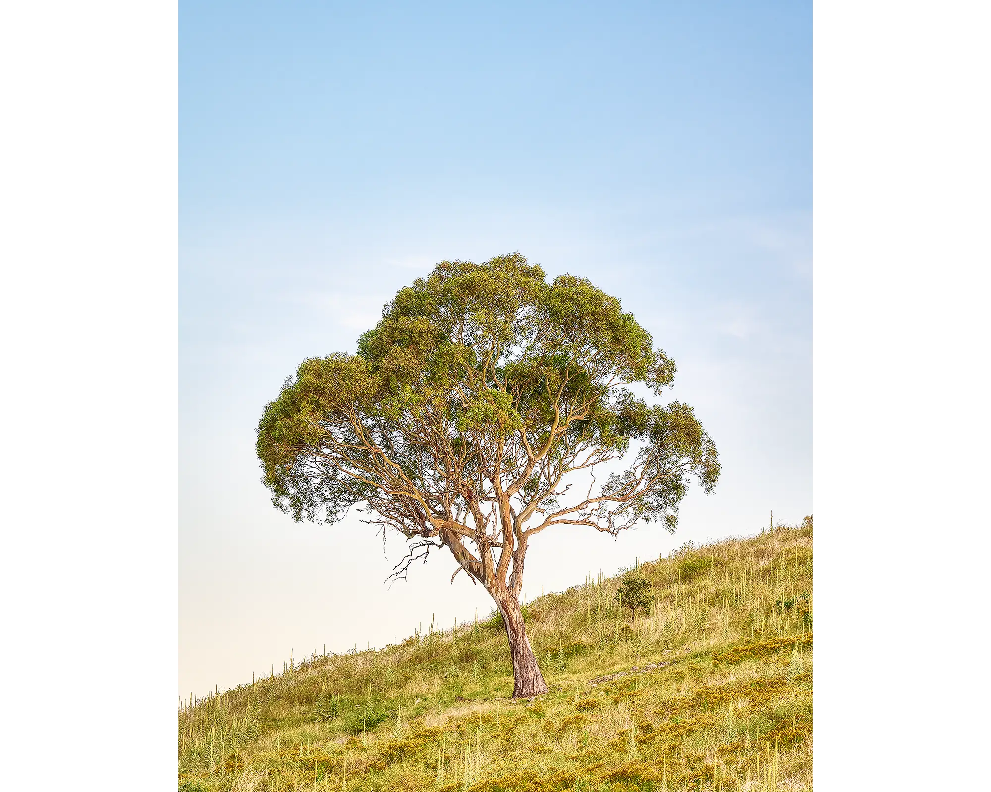 Incline - Gum tree on hill at Urambi Nature Reserve, Australian Capital Territory.