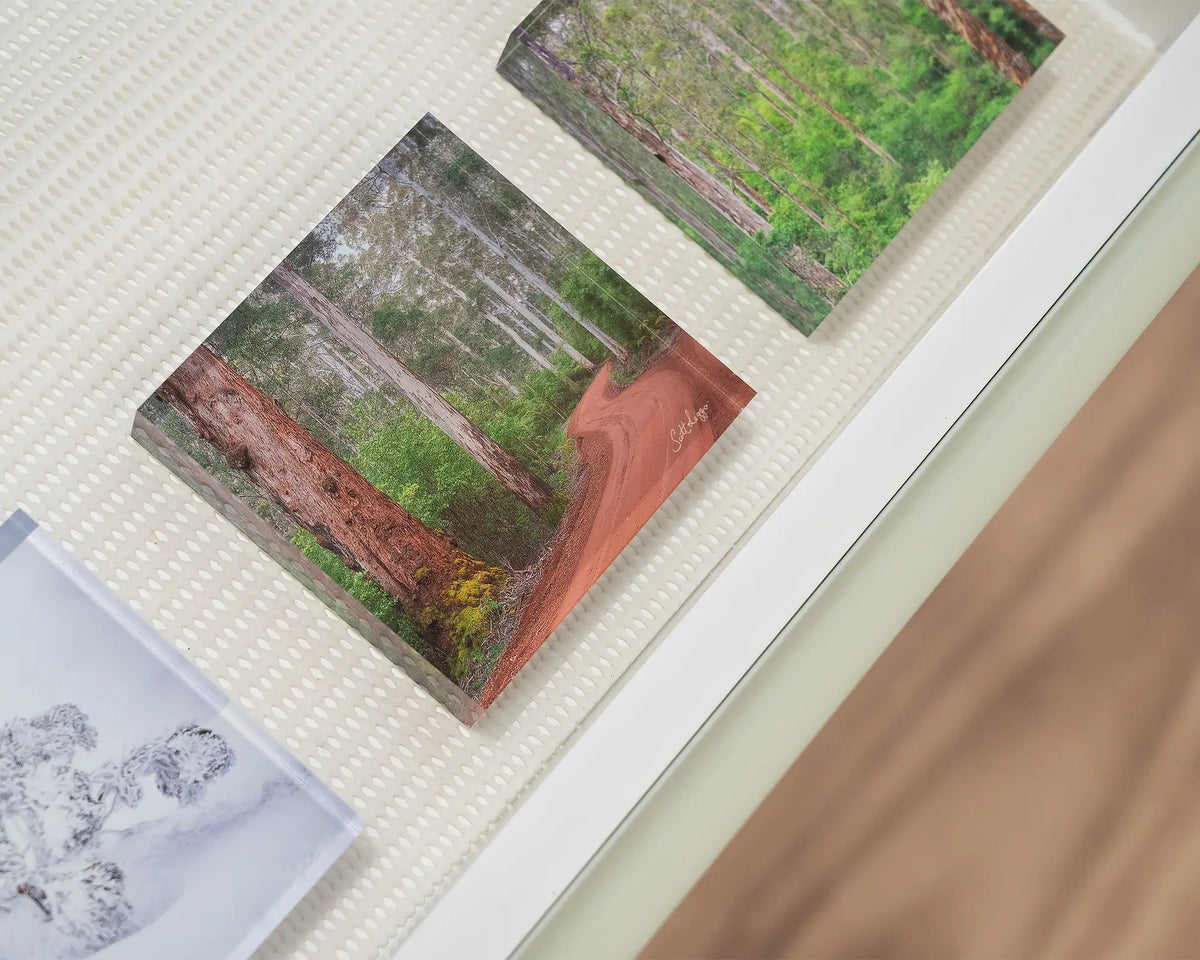 Karri Explorer. Acrylic block of Karri Forest, south west Australia in gallery drawer with more Australian acrylic blocks.