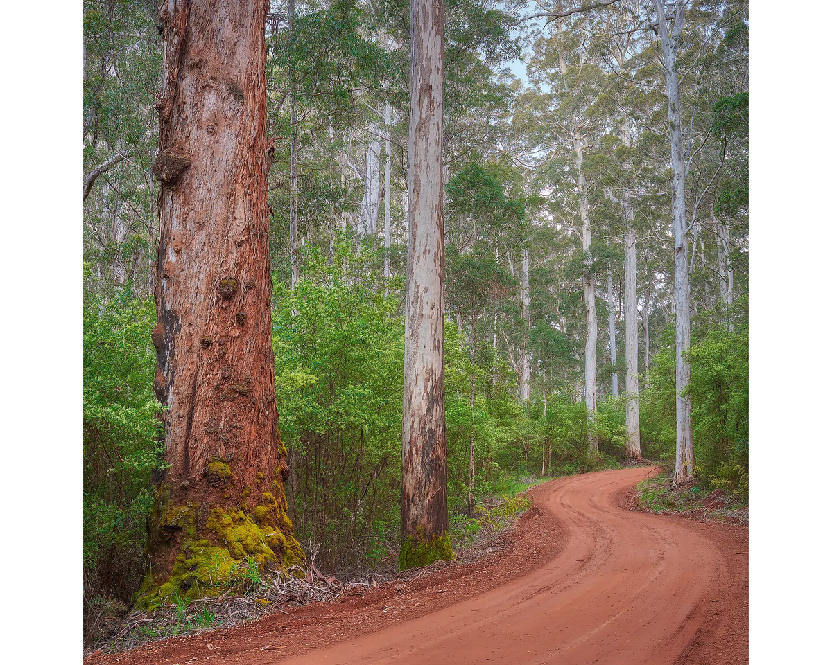 Road through Karri forest, Warren National Park, Western Australia.