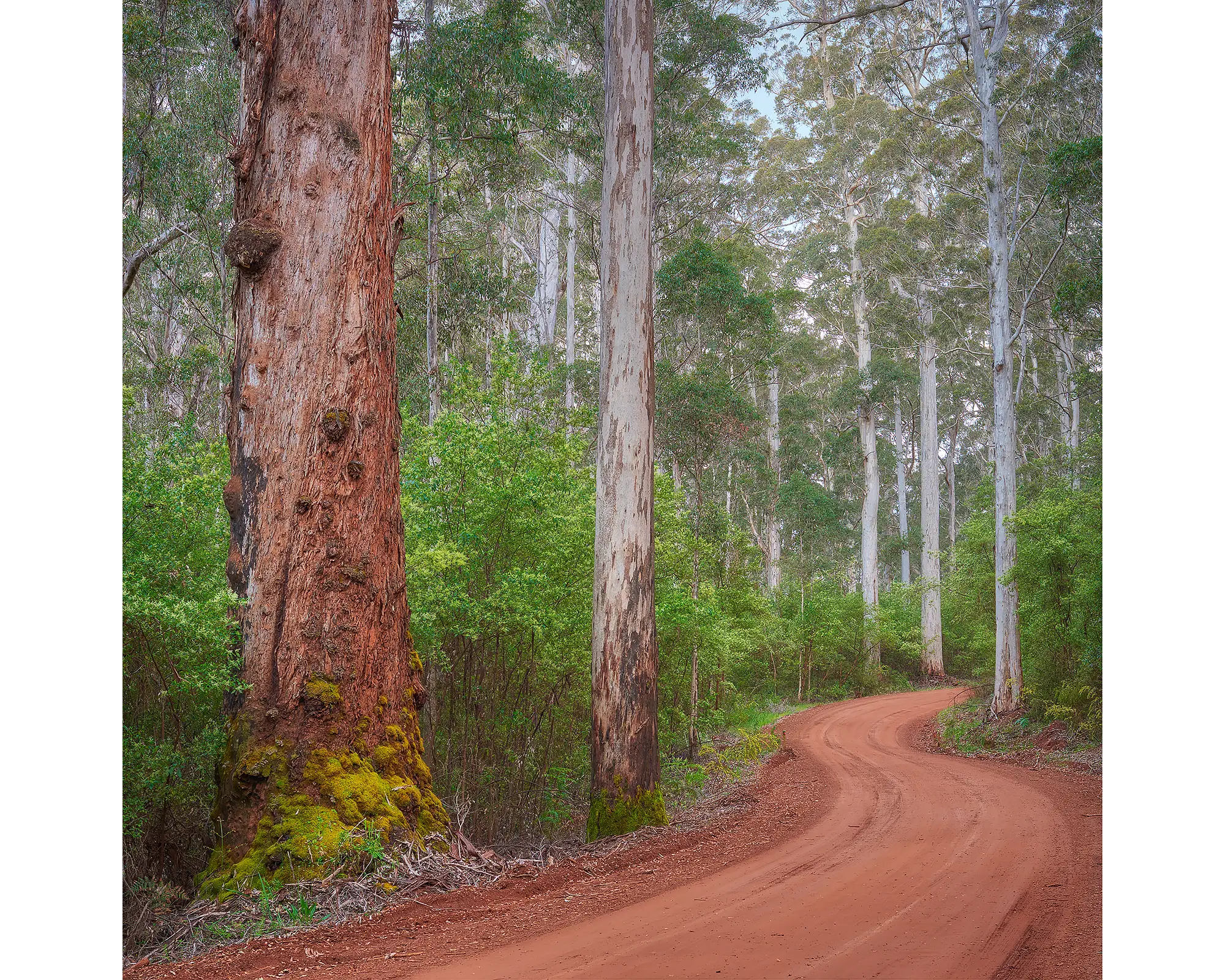 Road through Karri forest, Warren National Park, Western Australia.