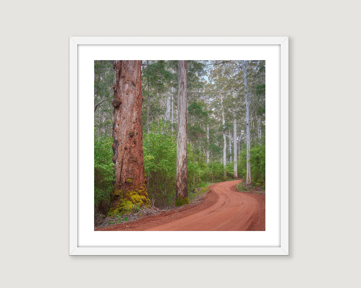 Framed wall art print of a red dirt road winding through a Karri forest at Pemberton. 