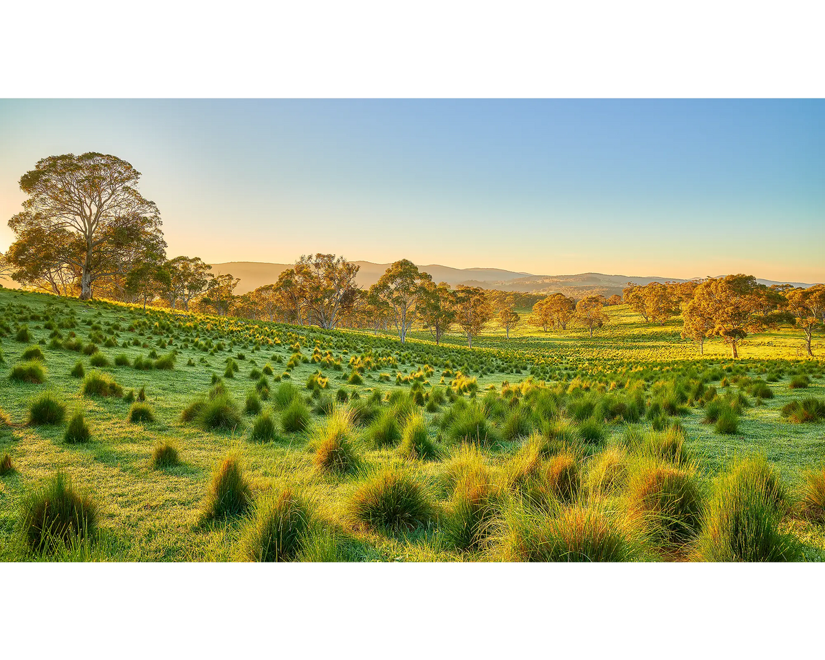 Lush green field with trees under a clear blue sky at sunrise on Koomooloo Farm.
