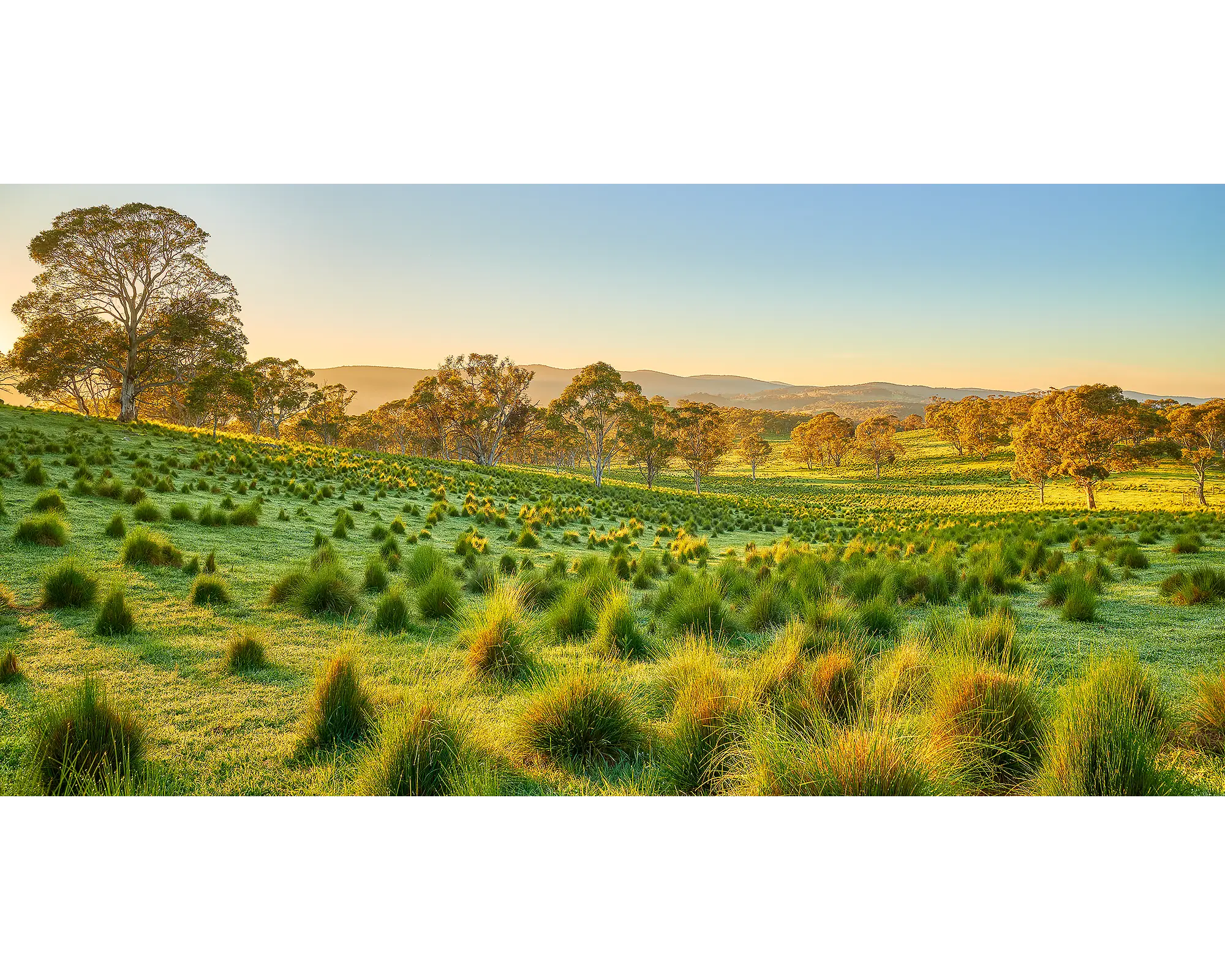 Koomooloo farm, Captains Flat, New South Wales, Australia.