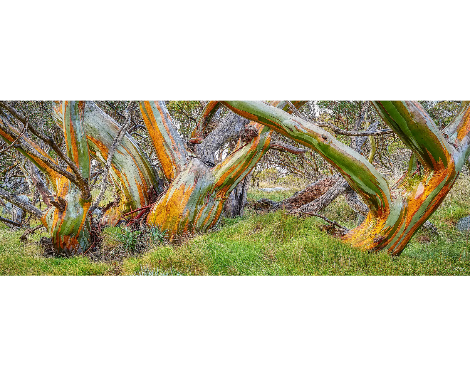 Kosi Colours. 1000 piece jigsaw. Box