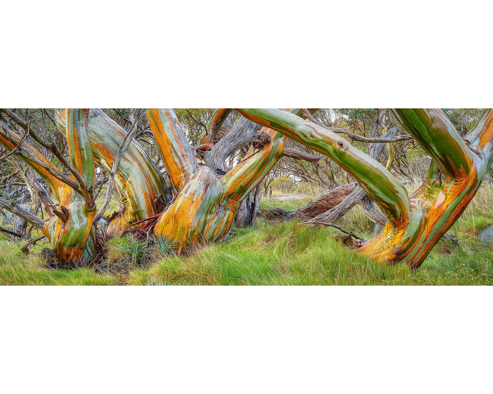 Kosi Colours. Acrylic block of wet snow gums in Kosciuszko National Park. Australian Artwork