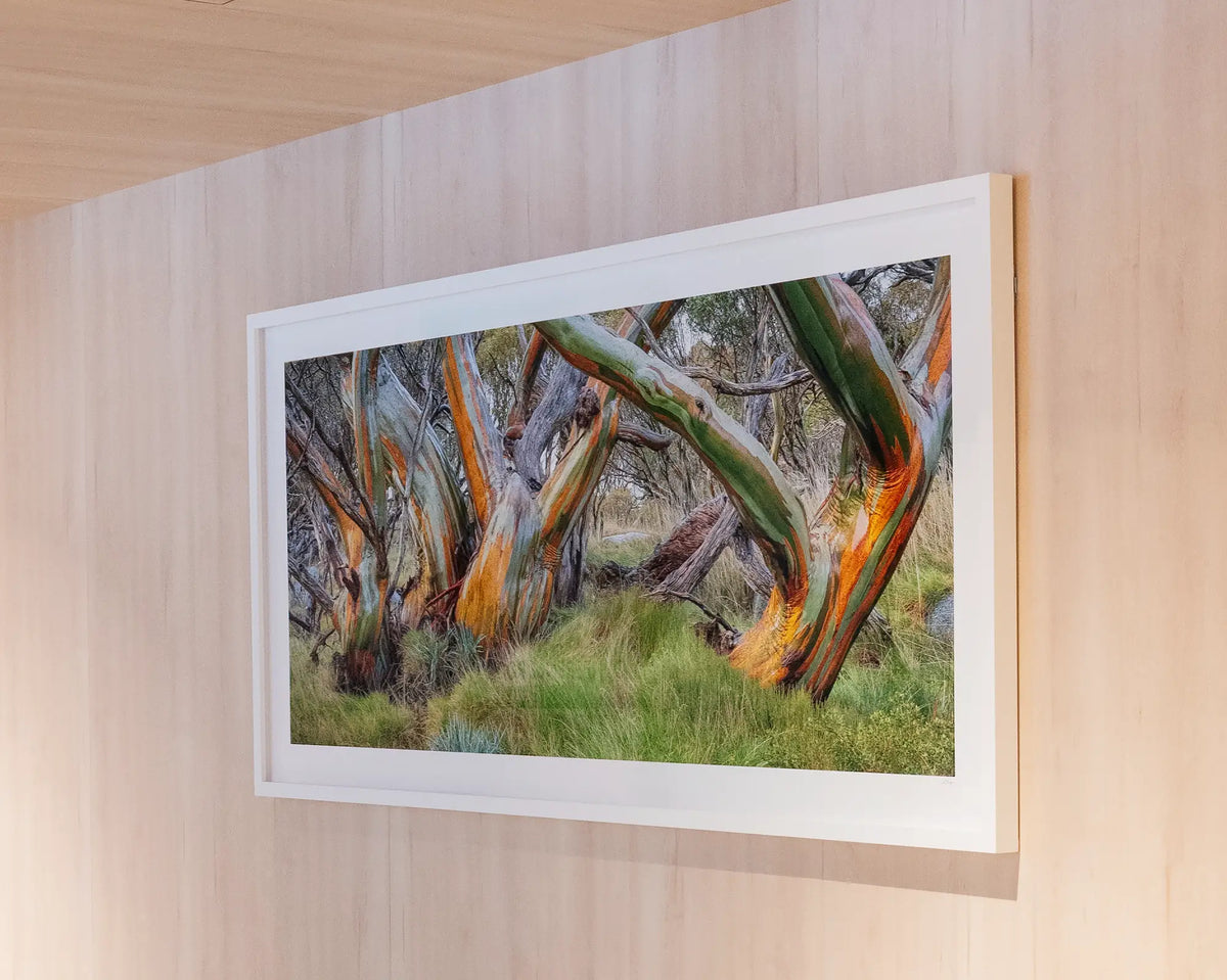 Kosi Colours. Colourful snow gums wall art with white frame, hung on wooden wall in commercial space.