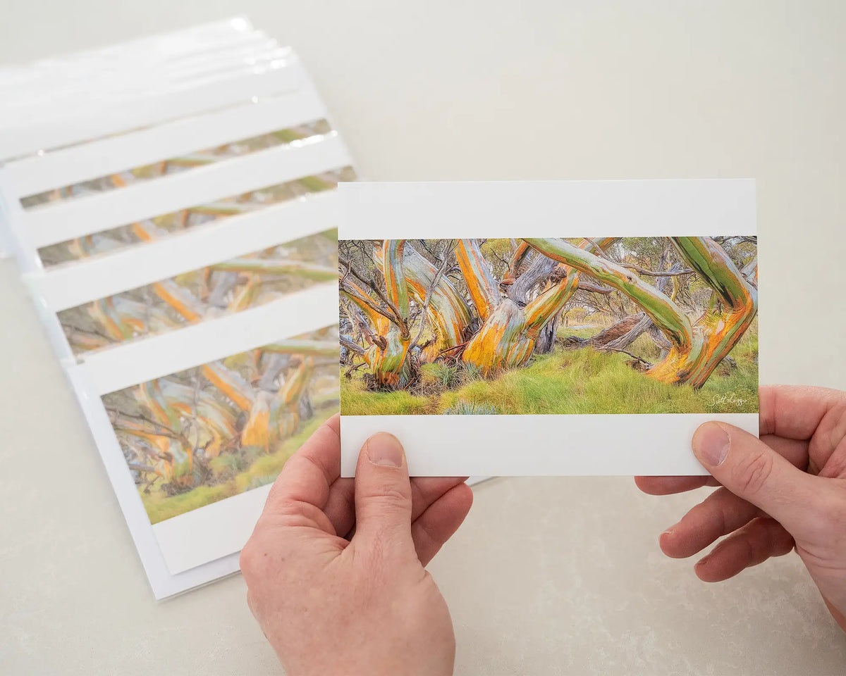 Kosi Colours greeting card of colourful snow gums in Kosciuszko National Park, being held in front of other cards.
