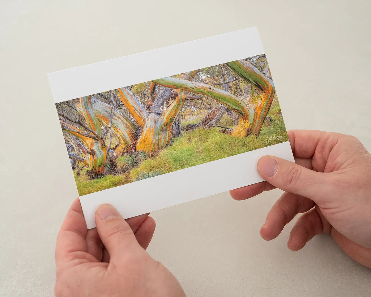 Kosi Colours greeting card of colourful snow gums in Kosciuszko National Park, being held in hands.