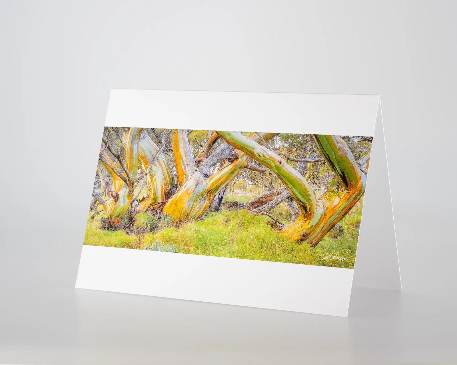 Kosi Colours. Greeting card of colourful snow gums, Kosciuszko National Park.