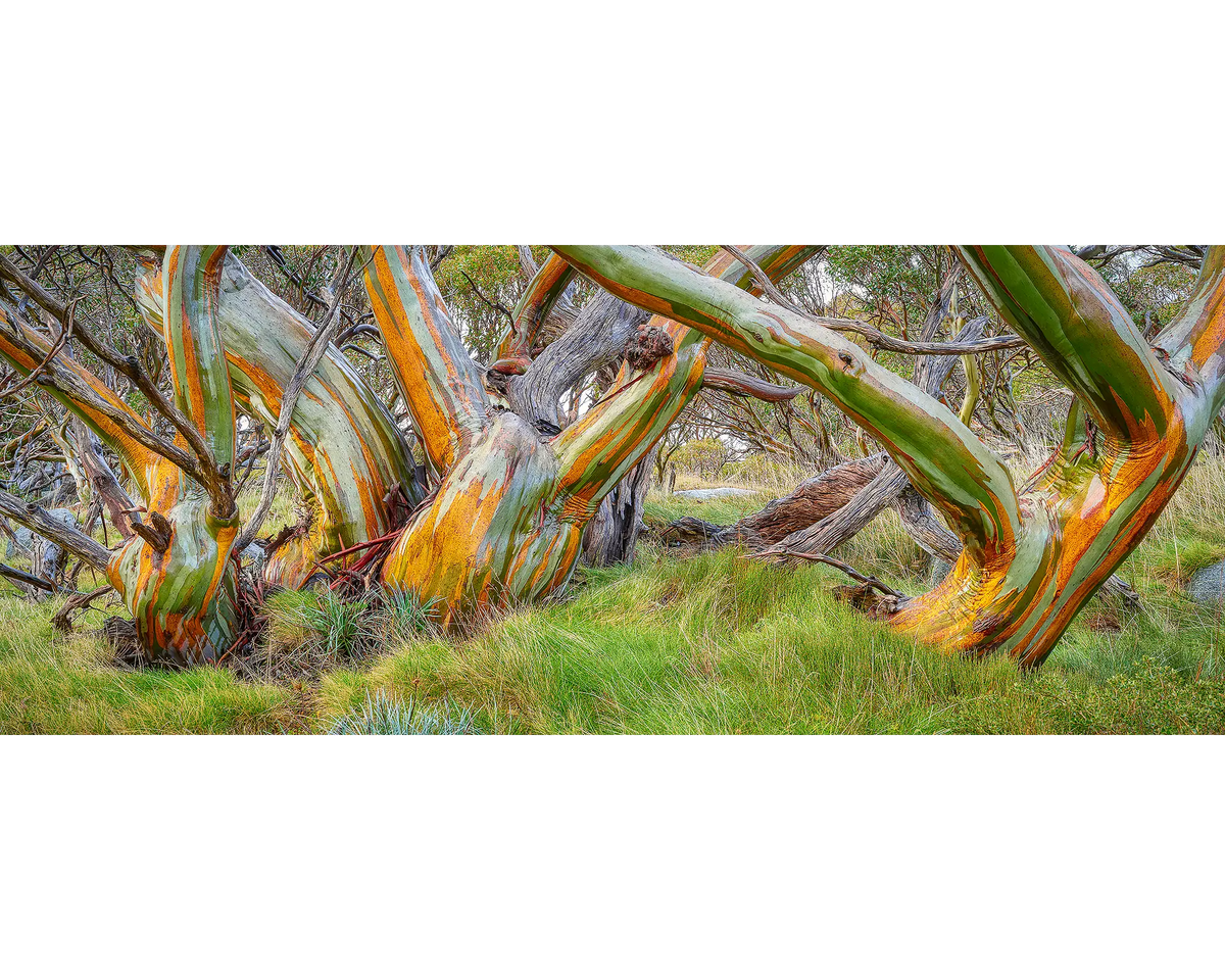 Kosi Colours - Snow gums with colourful ark, Kosciuszko National Park, New South Wales, Australia.