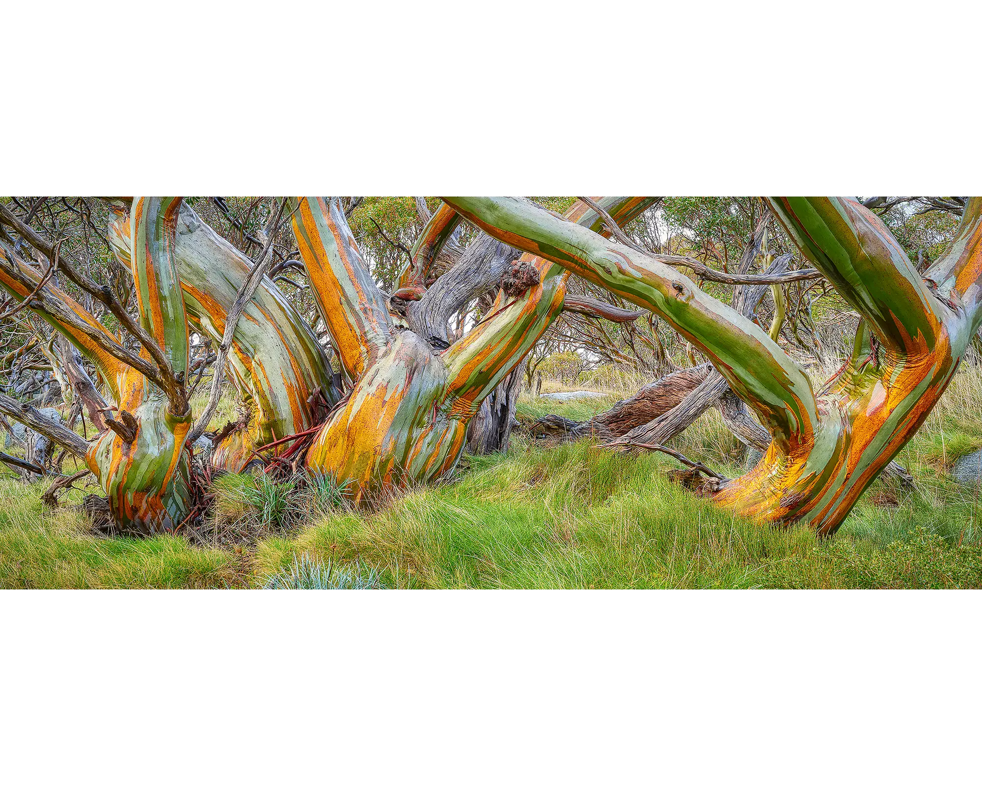 Kosi Colours - Snow gums with colourful ark, Kosciuszko National Park, New South Wales, Australia.
