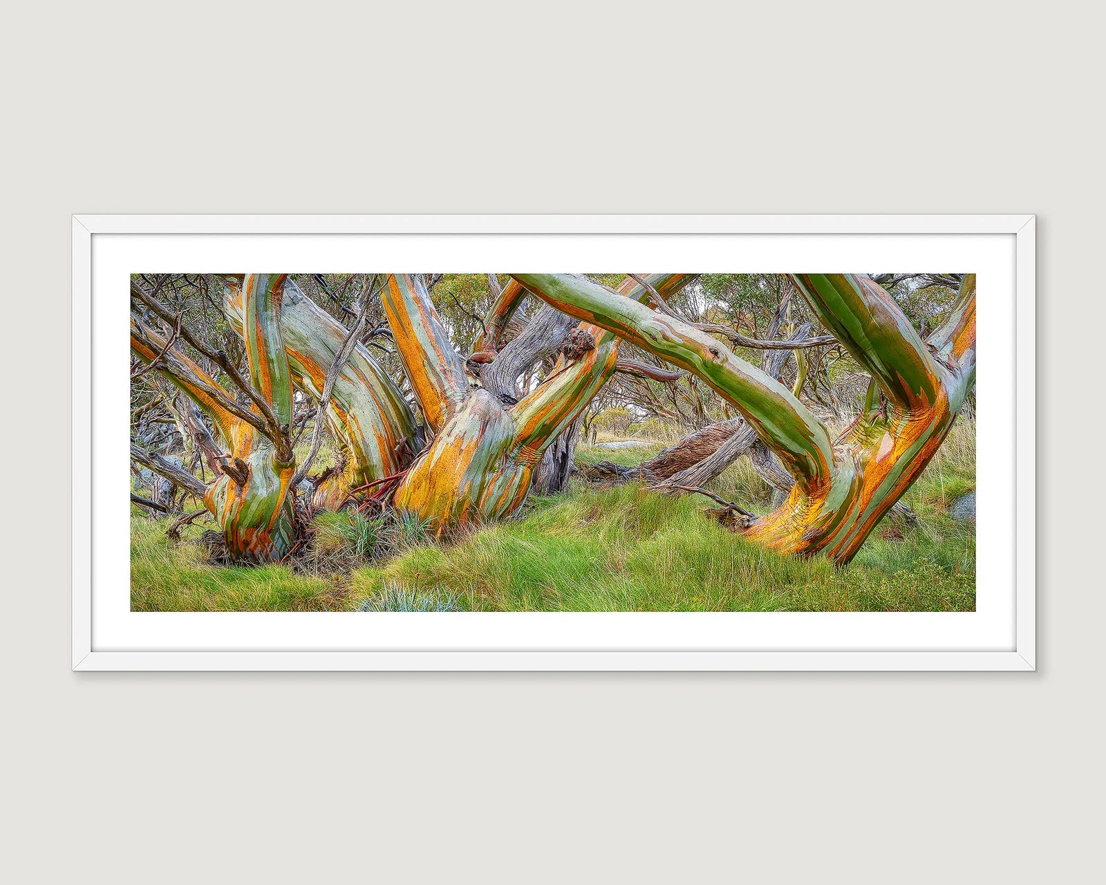 Framed wall art print of colourful snow gums sitting amongst native grasses in Kosciuszko National Park. 