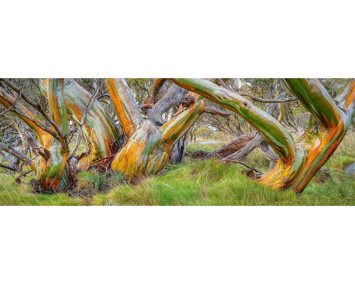 Wet snow gums with orange and green bark, Kosciuszko National Park, NSW. 