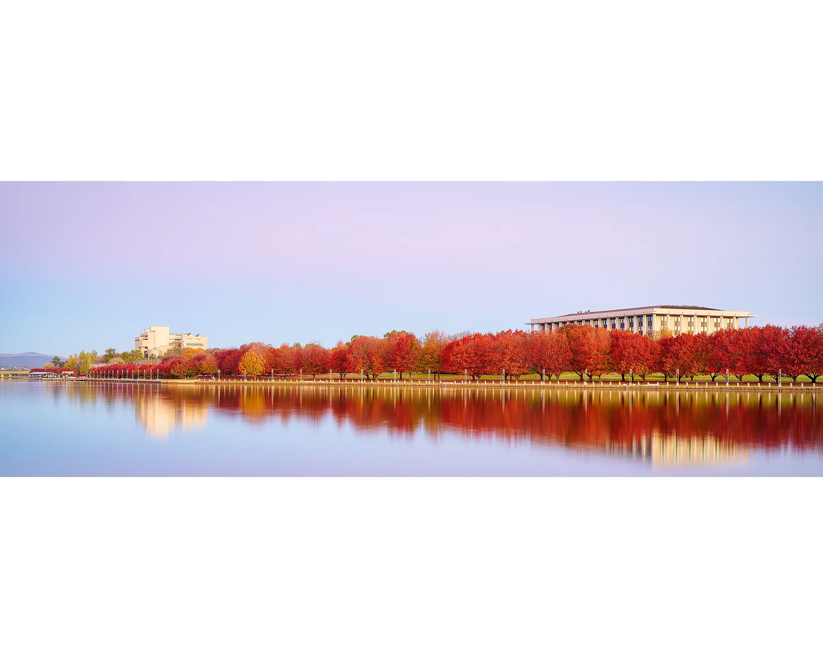 Lakeside Hues. Red autumn trees reflecting in Lake Burley Griffin, Canberra.