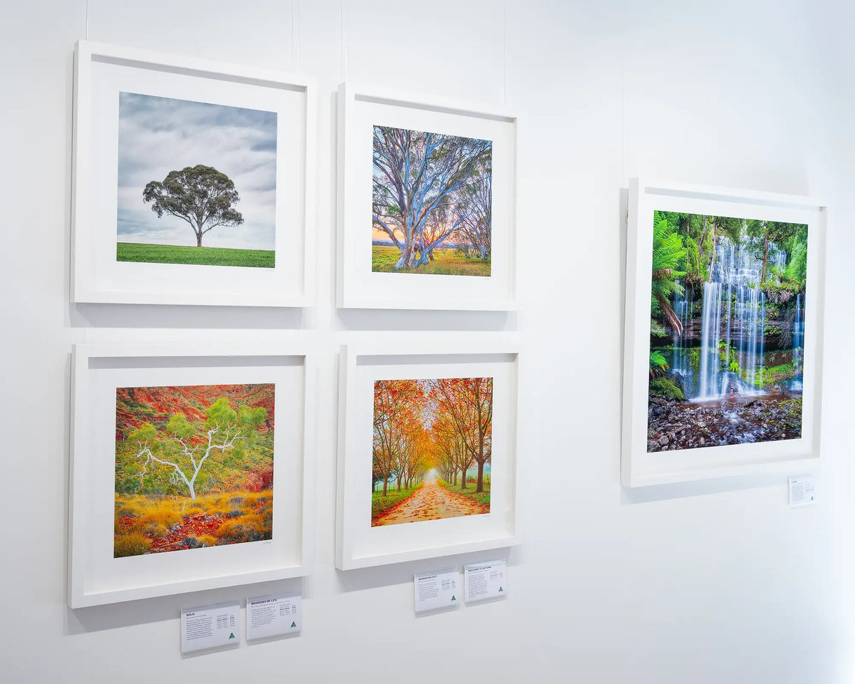 Layers. Russell Falls Mount Field National Park, Tasmania, with white frame on gallery wall.