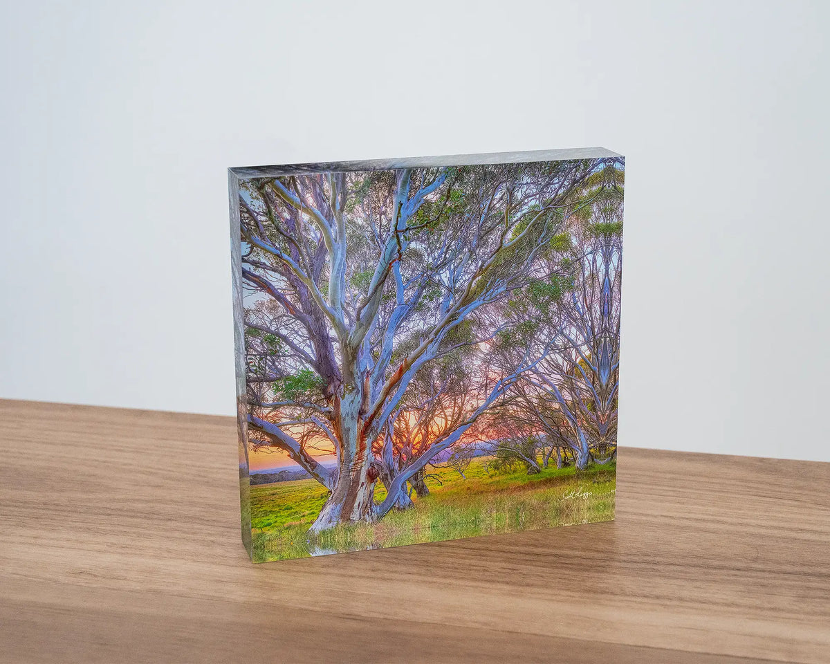 Leaning In. Acrylic block of a Murray River sunrise through gum trees, sitting on a desk.